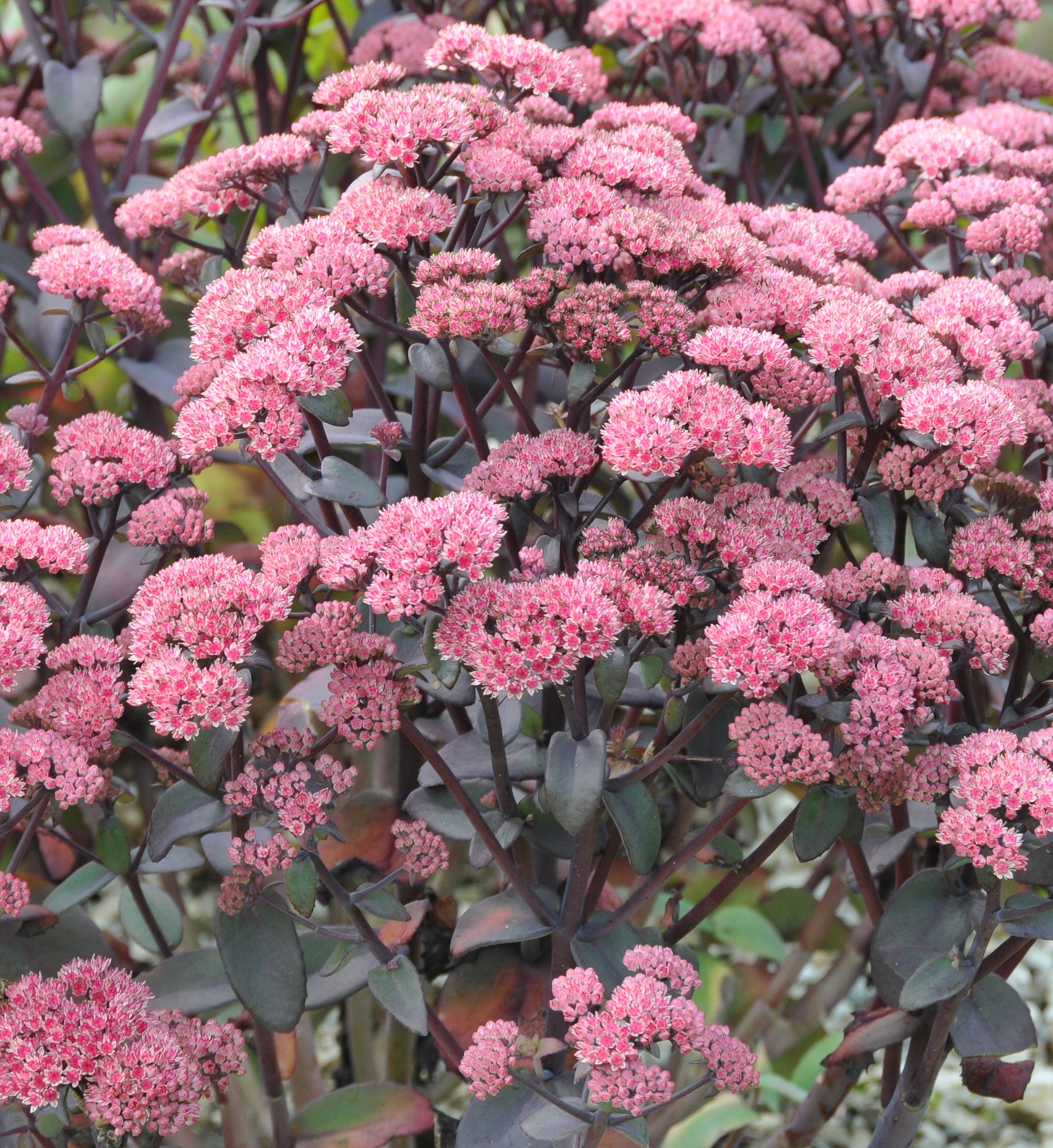 13142_sedum_telephium_karfunkelstein_CH_001.jpg