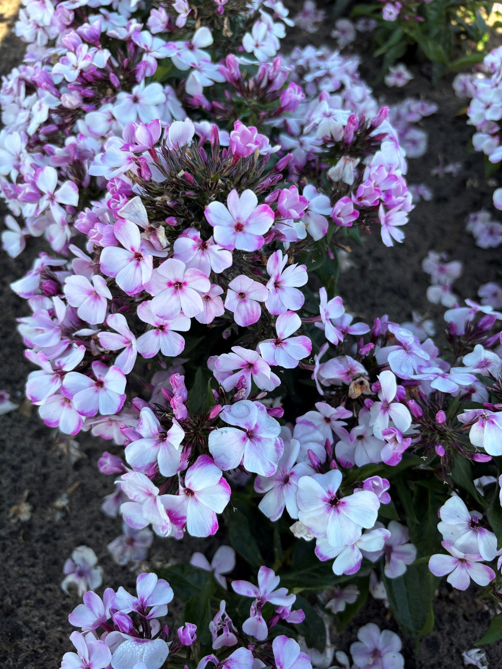 12636_phlox_paniculata_neon_flair_SS_001.jpg