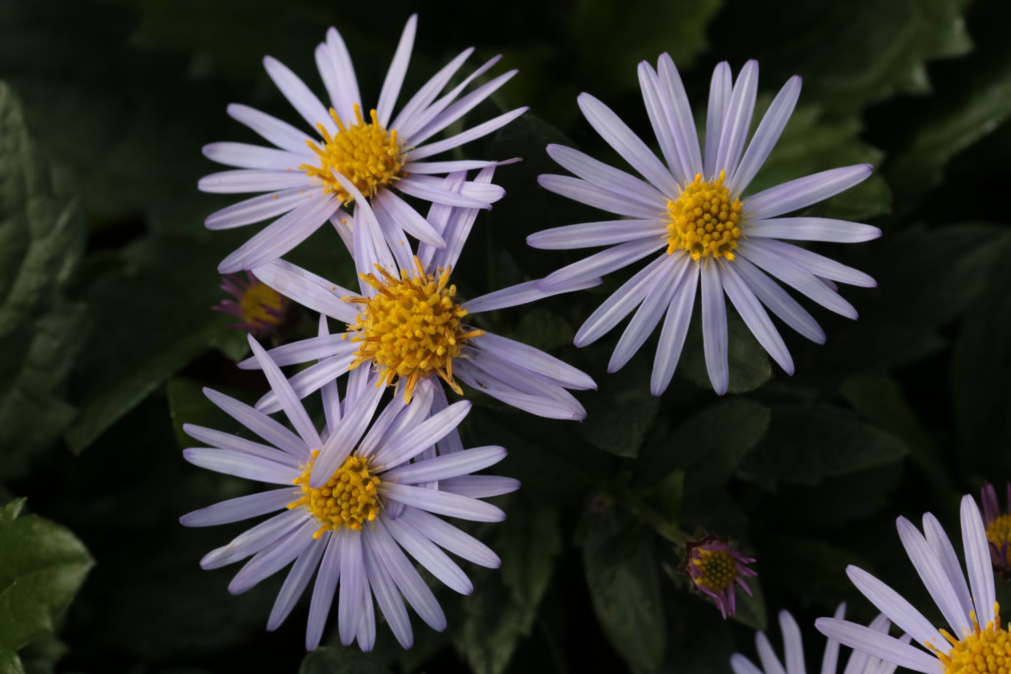 13175_aster_ageratoides_blaukuppel_BS_001.jpg