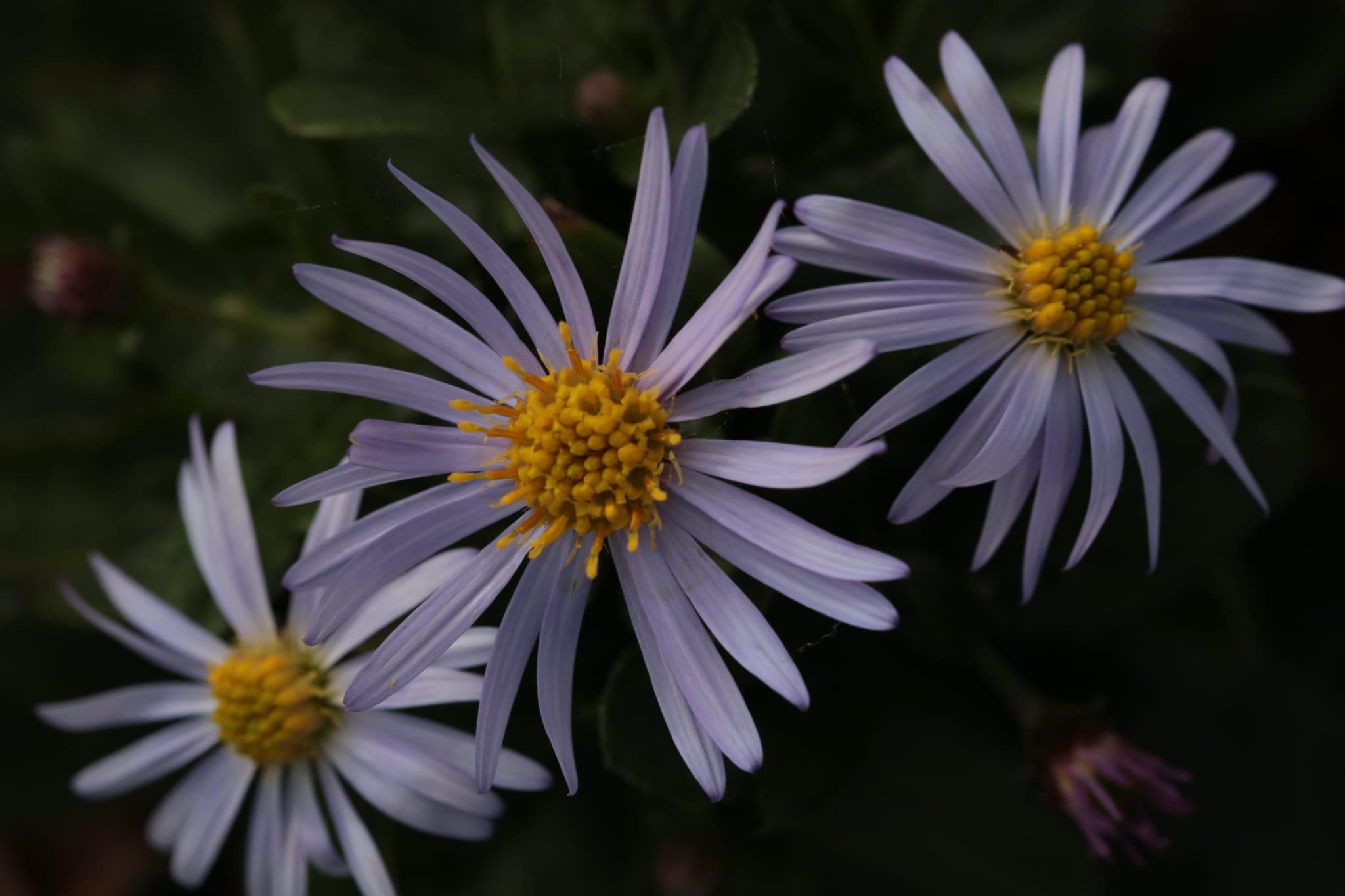 13176_aster_ageratoides_blaukuppel_BS_002.jpg