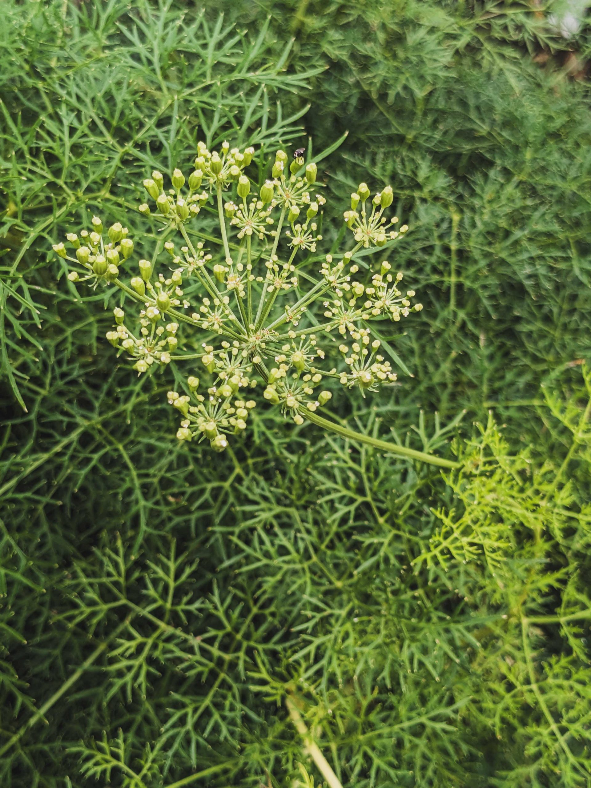 10164_peucedanum_rablense_XS_001.jpg