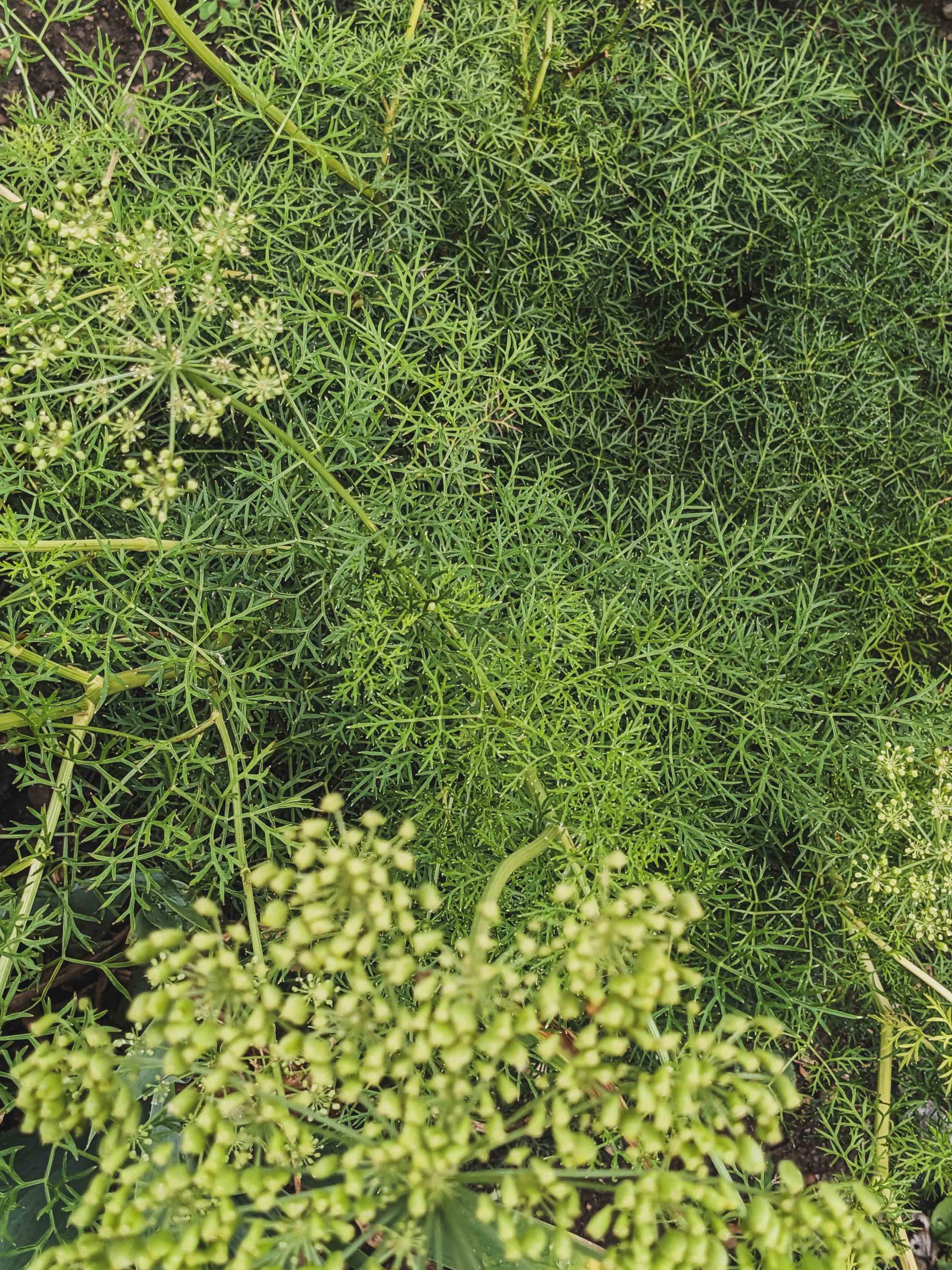 10165_peucedanum_rablense_XS_002.jpg