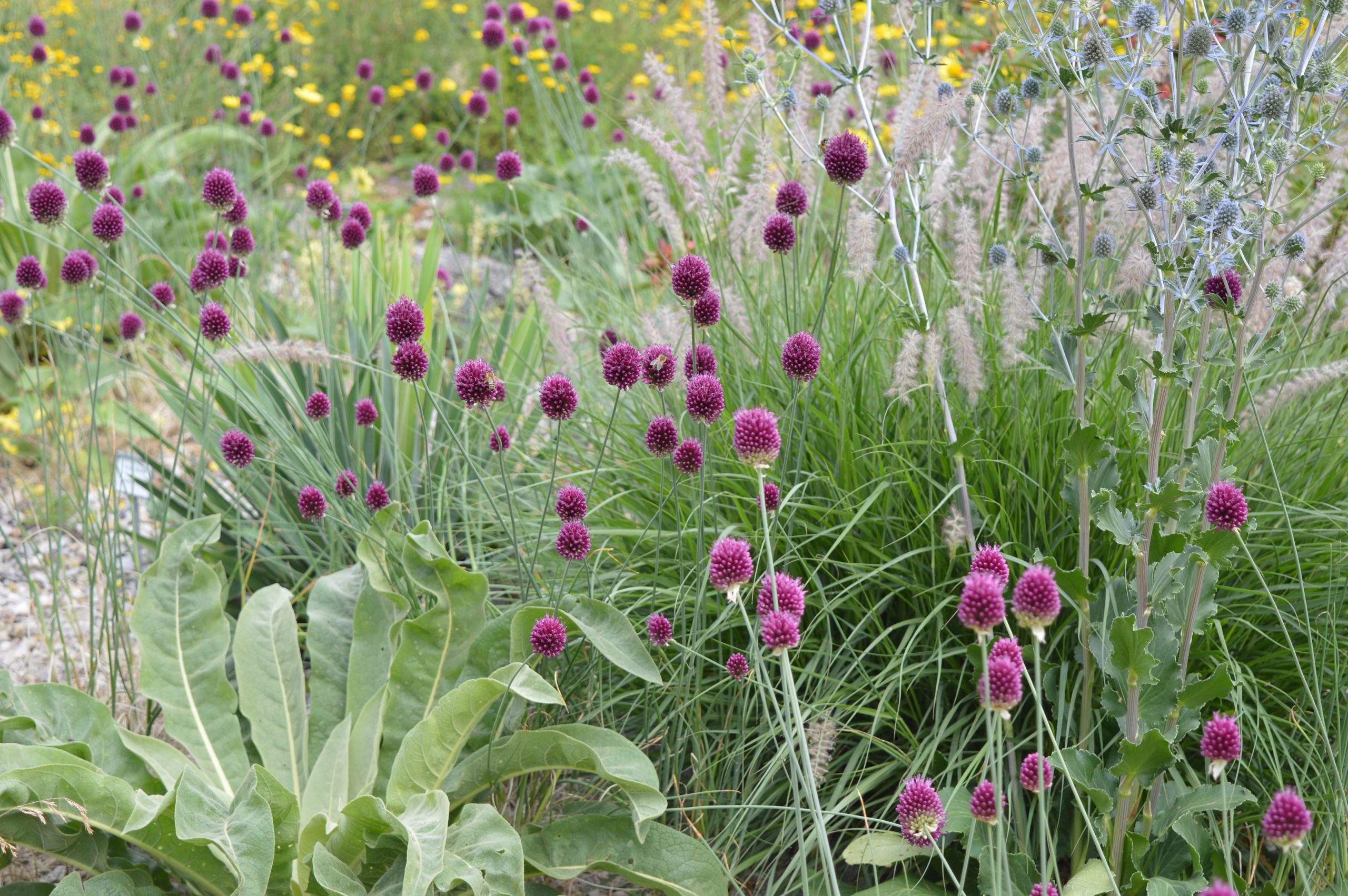 10846_allium_sphaerocephalon_SS_006.jpg