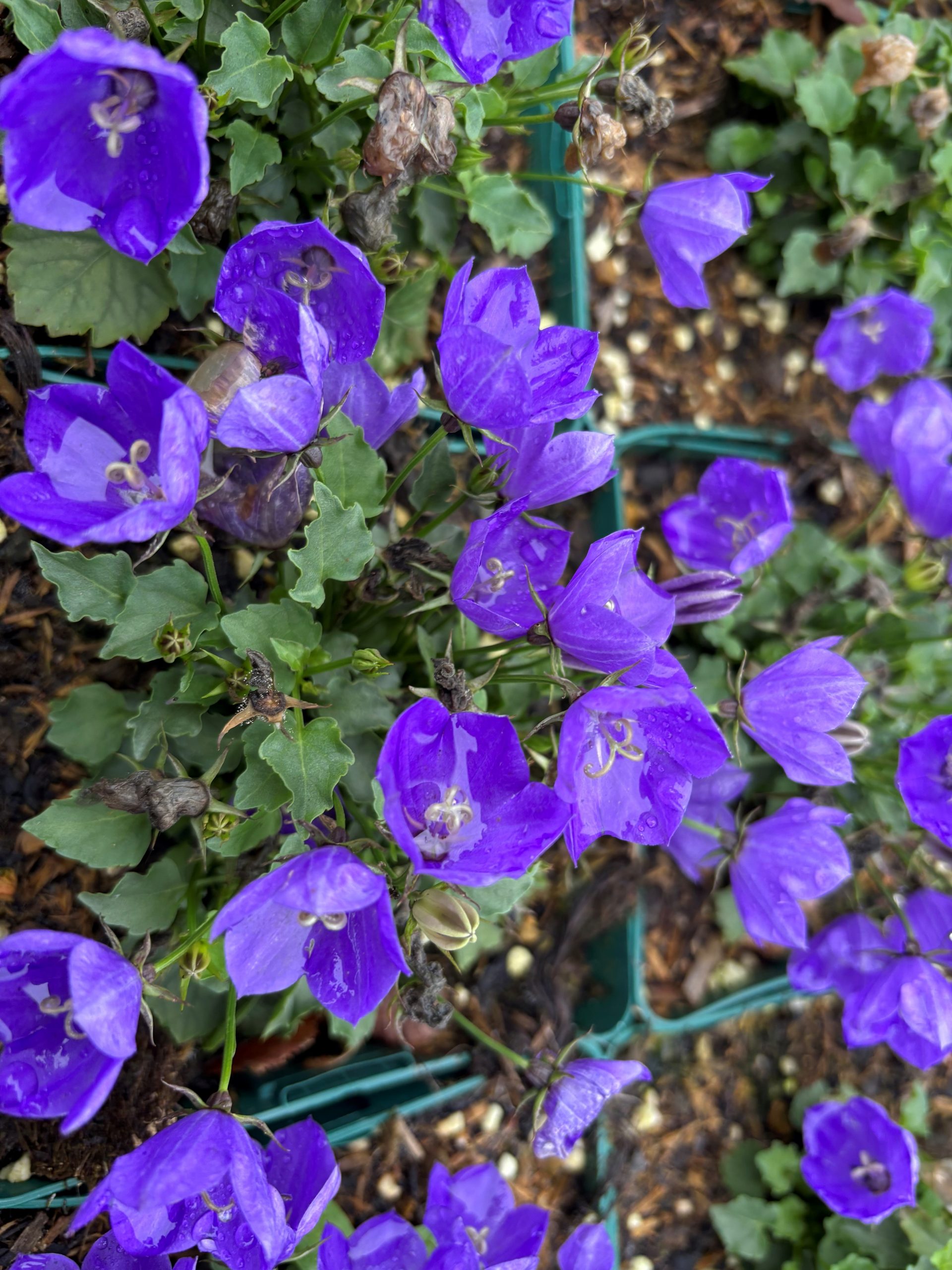 12398_campanula_carpatica_mini_marvels_midnight_SS_001.jpg