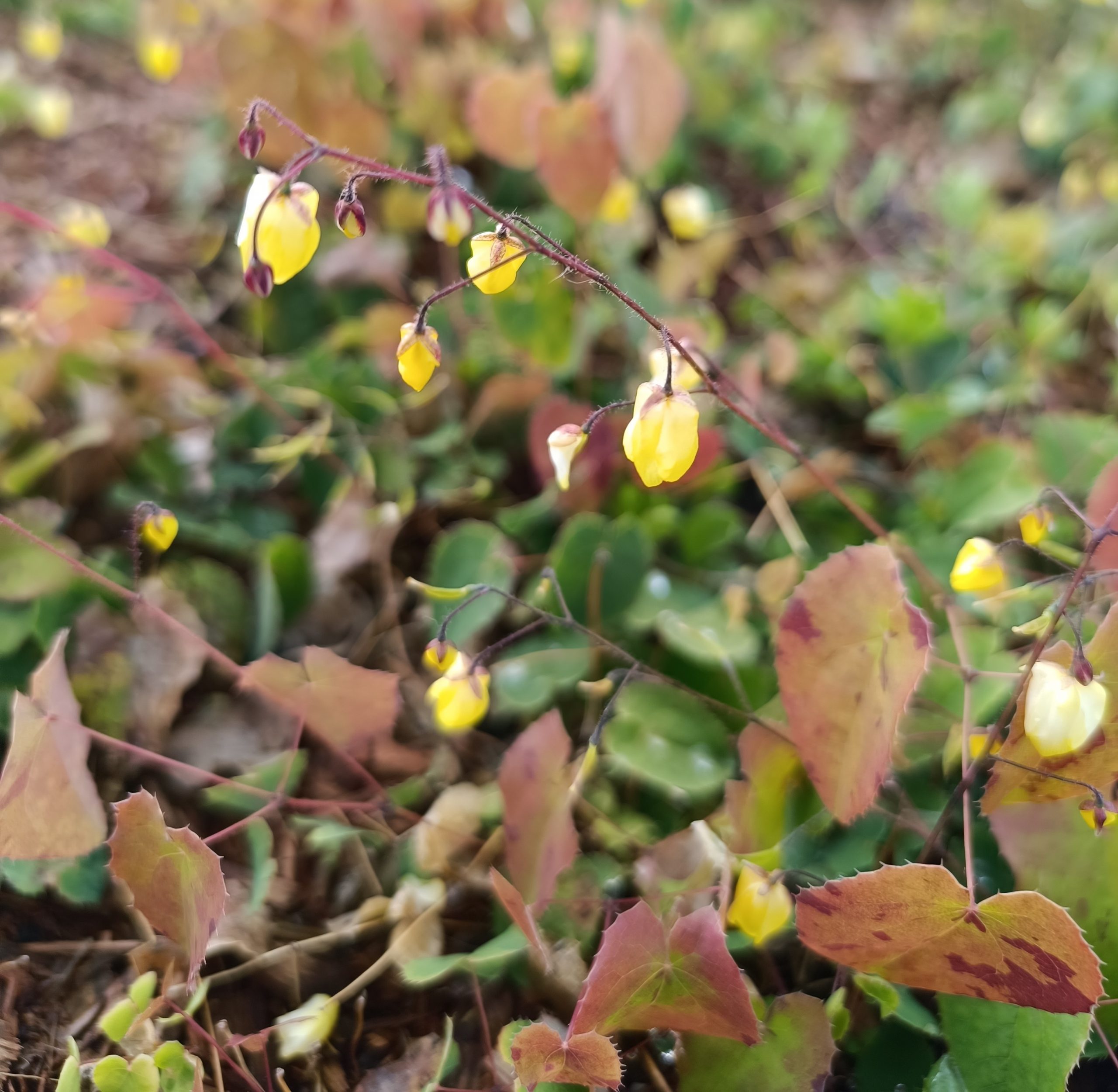 13219_epimedium_cult_sunny_and_share_CH_001.jpg