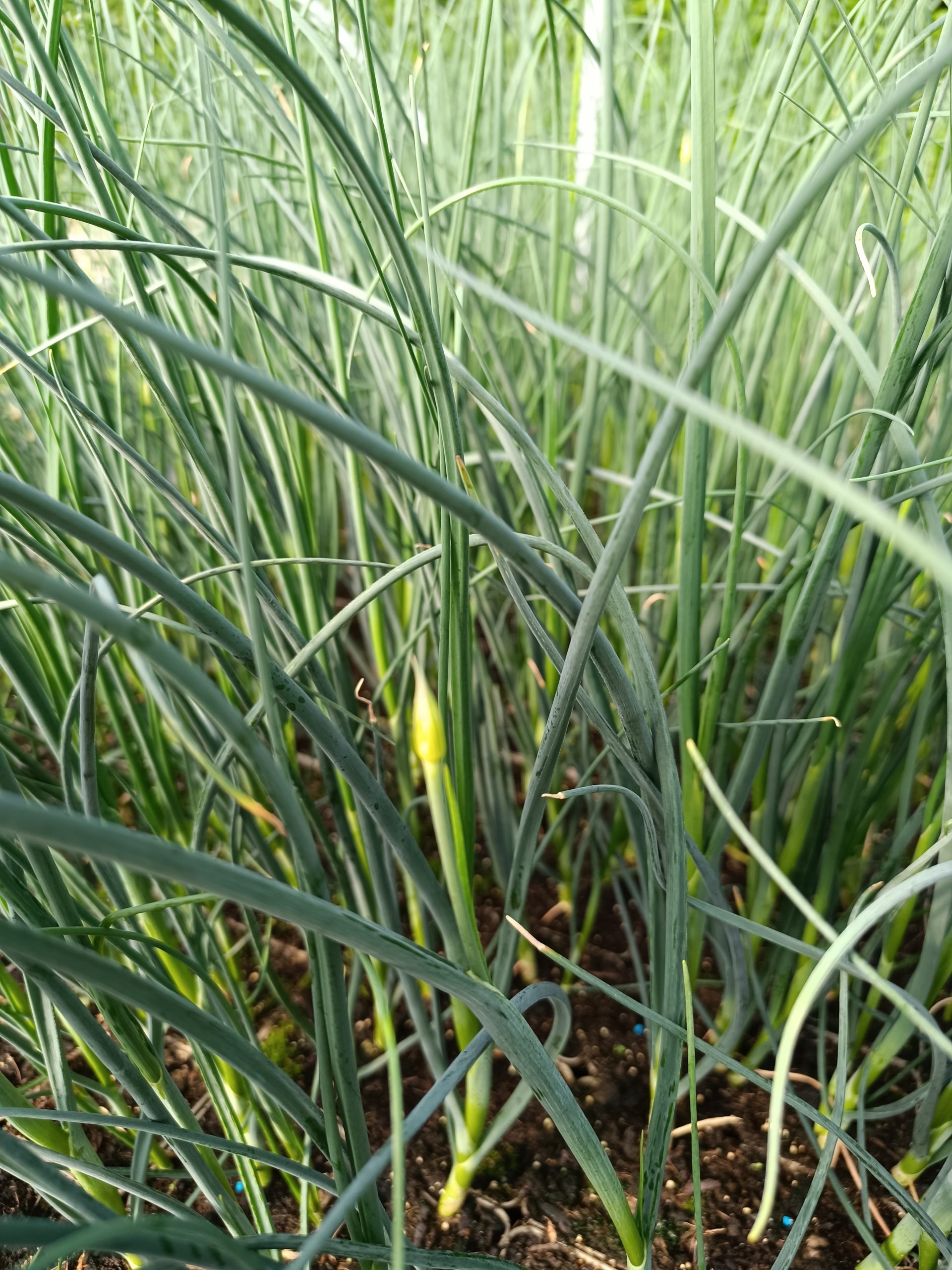 13240_allium_sphaerocephalon_CH_008.jpg