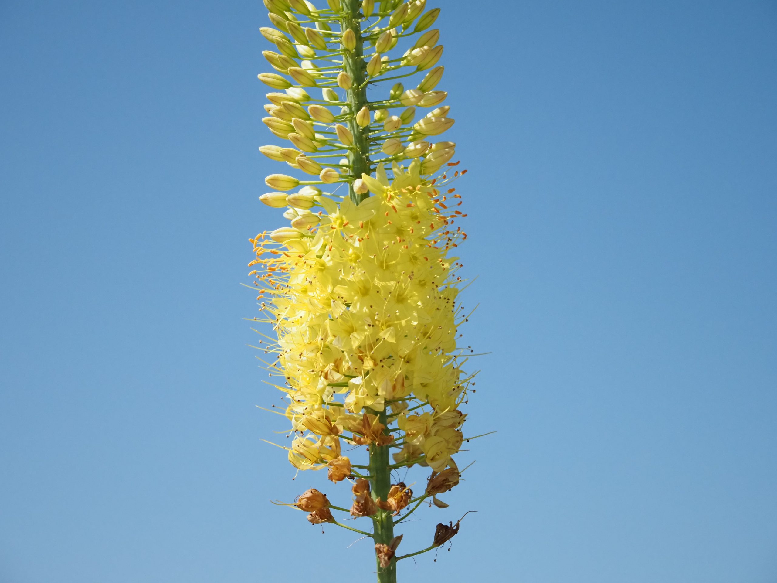 13257_eremurus_isabellinus_moneymaker_BG_001.jpg