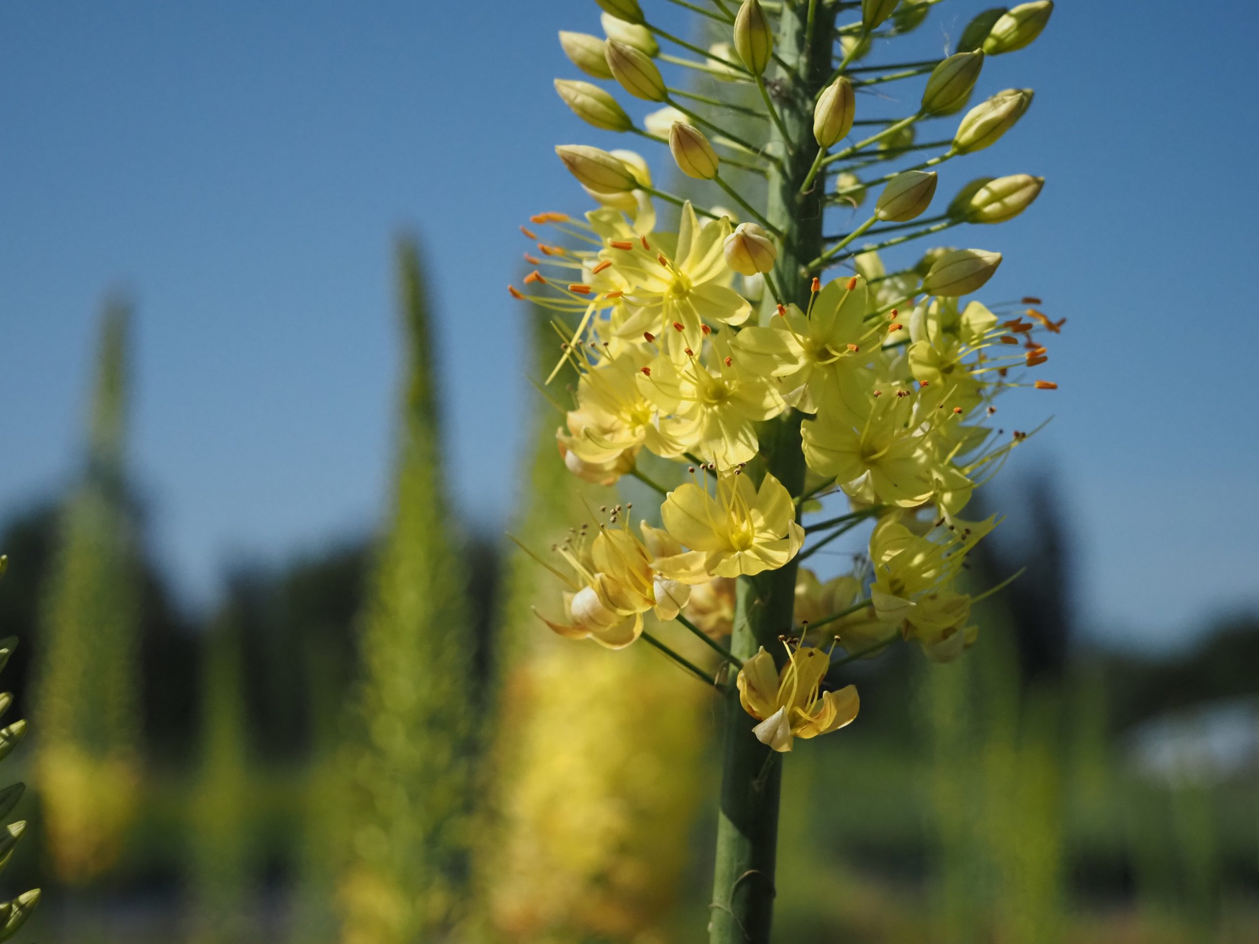 13258_eremurus_isabellinus_moneymaker_BG_002.jpg