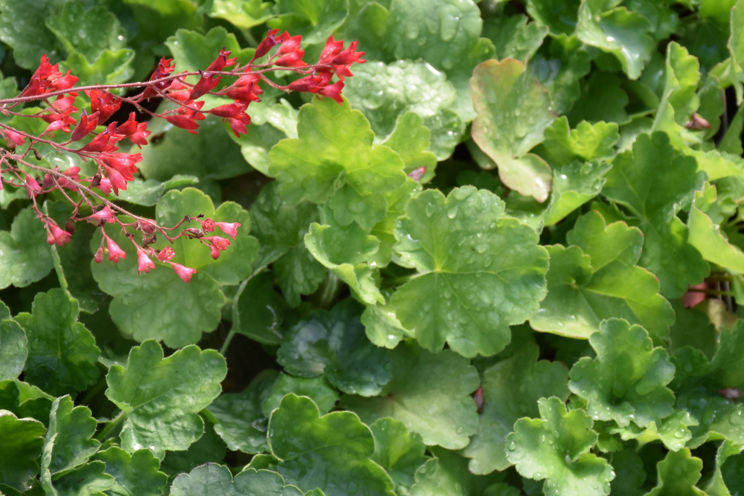 13278_heuchera_sanguinea_leuchtkafer_XS_006.jpg