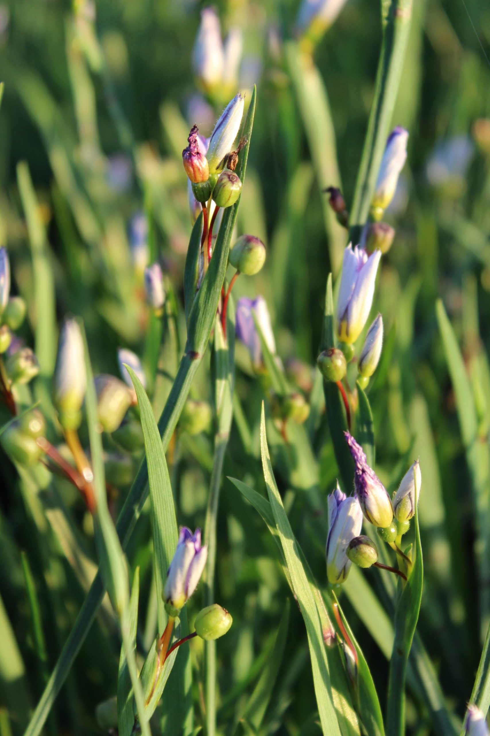 11442_sisyrinchium_angustifolium_SS_002.jpg