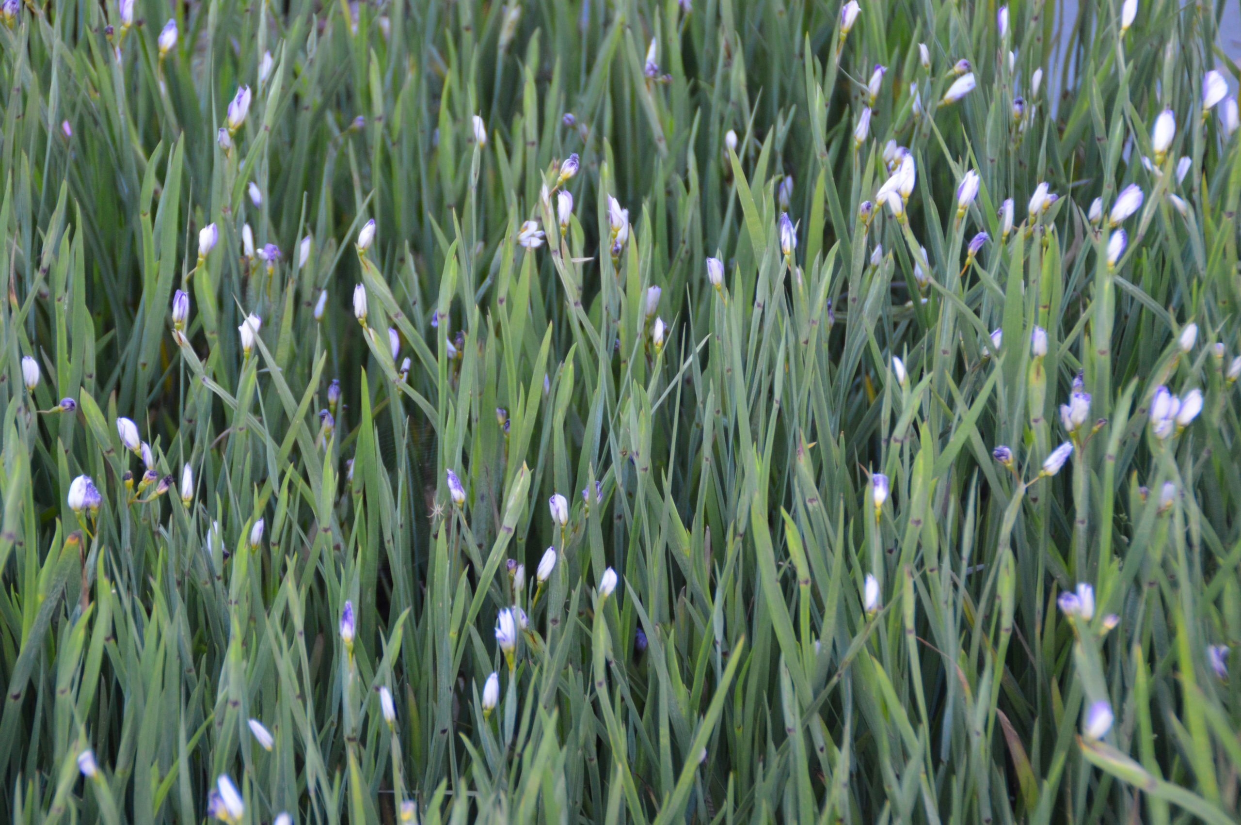11443_sisyrinchium_angustifolium_SS_003.jpg