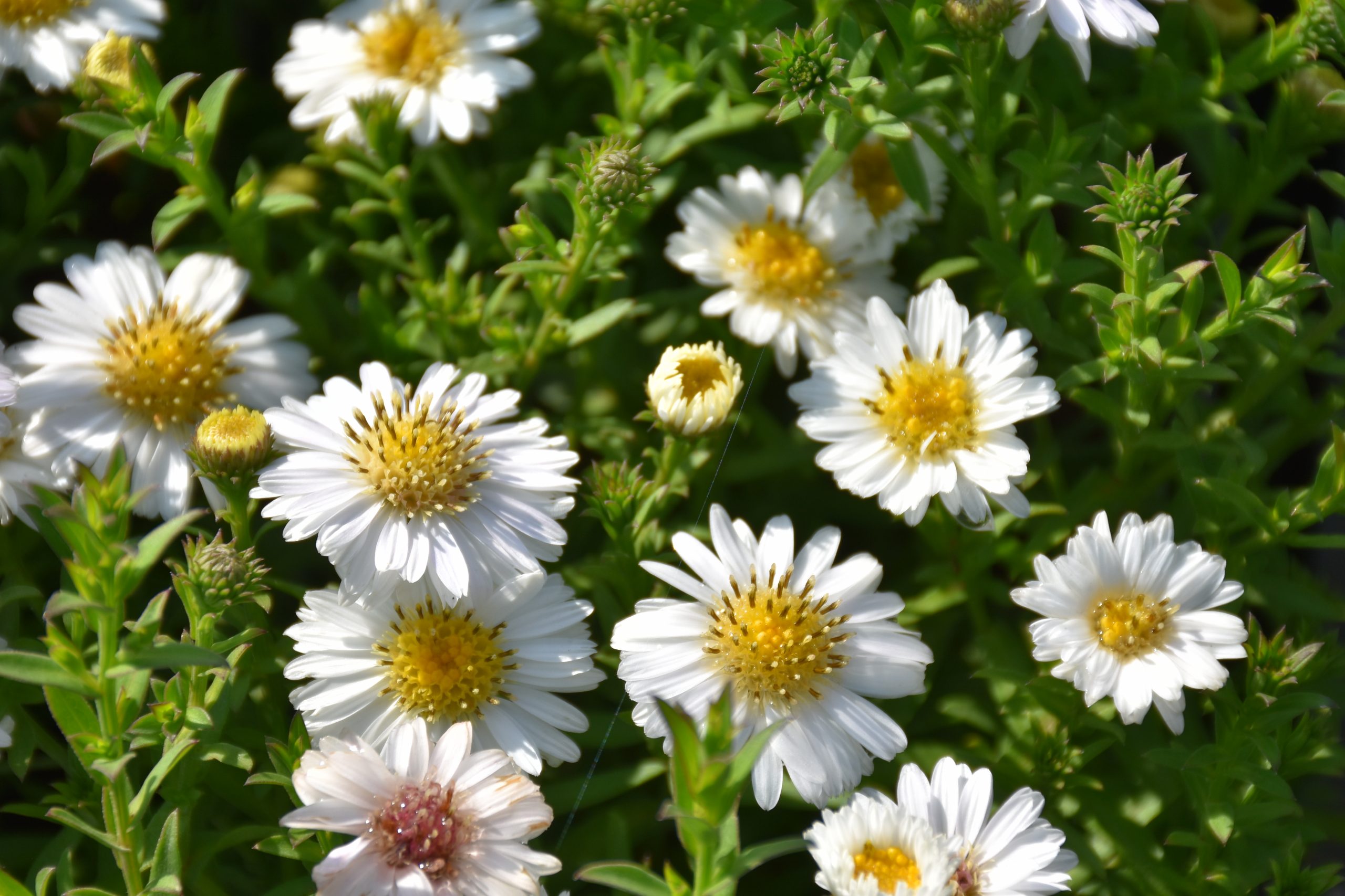 11643_aster_dumosus_alpha_white_XS_001.jpg