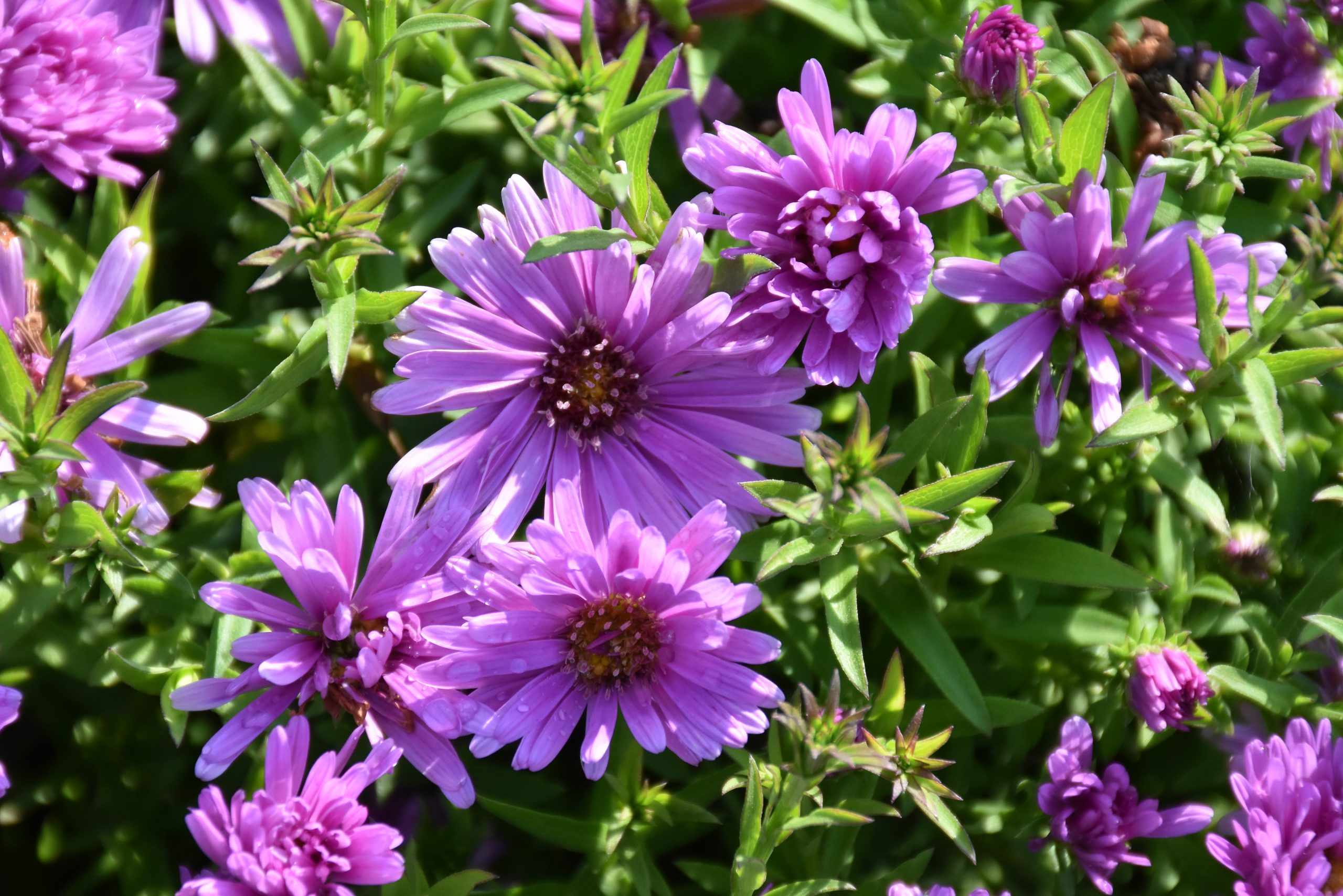 11646_aster_dumosus_alpha_light_pink_XS_001.jpg