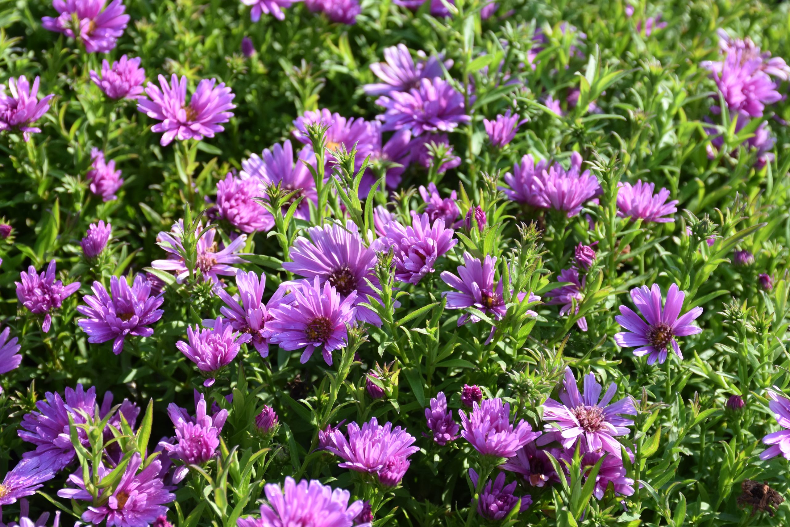11647_aster_dumosus_alpha_light_pink_XS_002.jpg