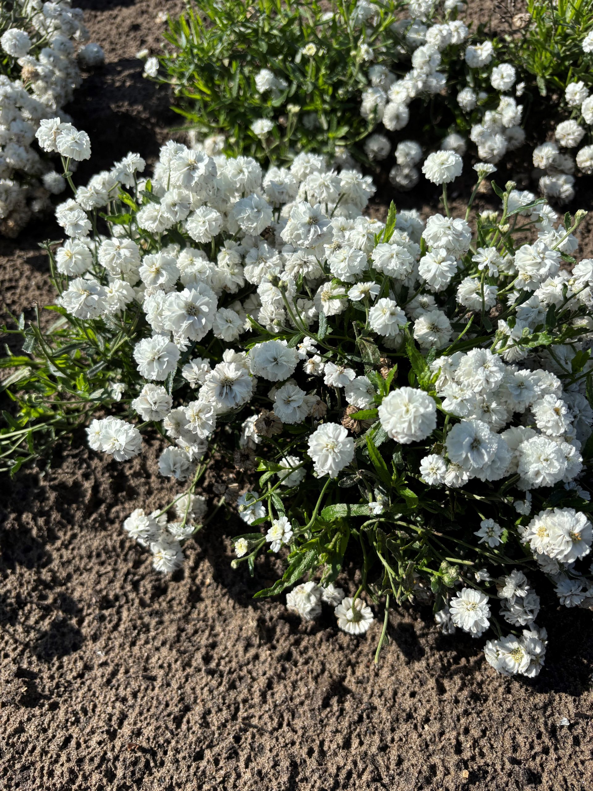 12295_achillea_ptarmica_diadem_SS_001.jpg