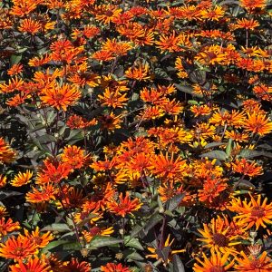 Heliopsis scabra 'Orange Spider' ®
