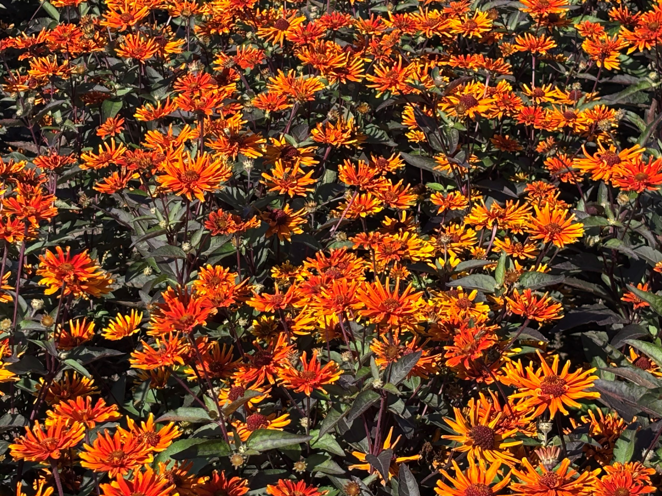 Heliopsis scabra 'Orange Spider' ®