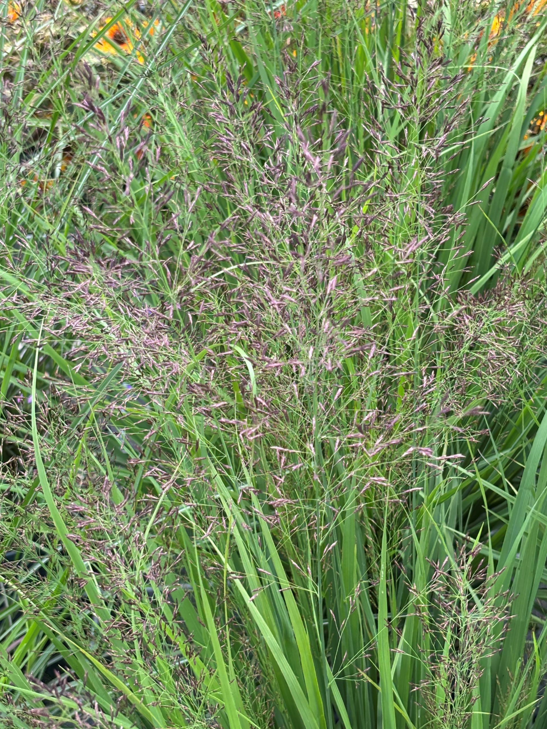 12603_molinia_caerulea_banshee_SS_001.jpg