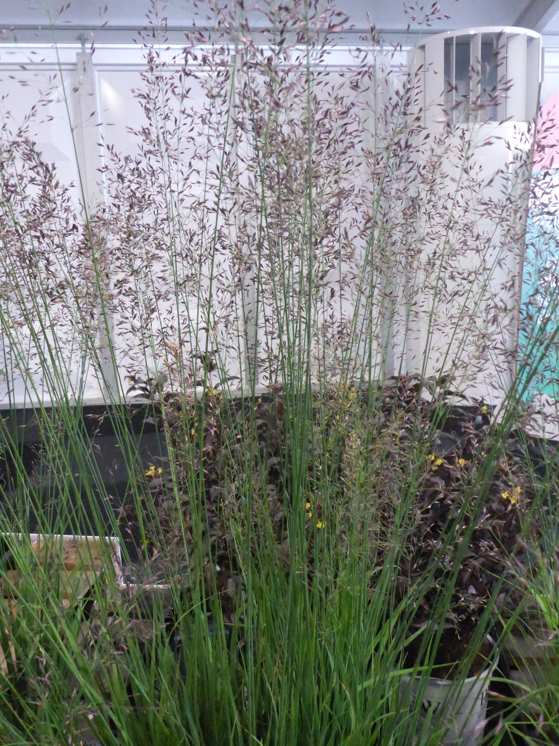 12604_molinia_caerulea_banshee_SS_002.jpg