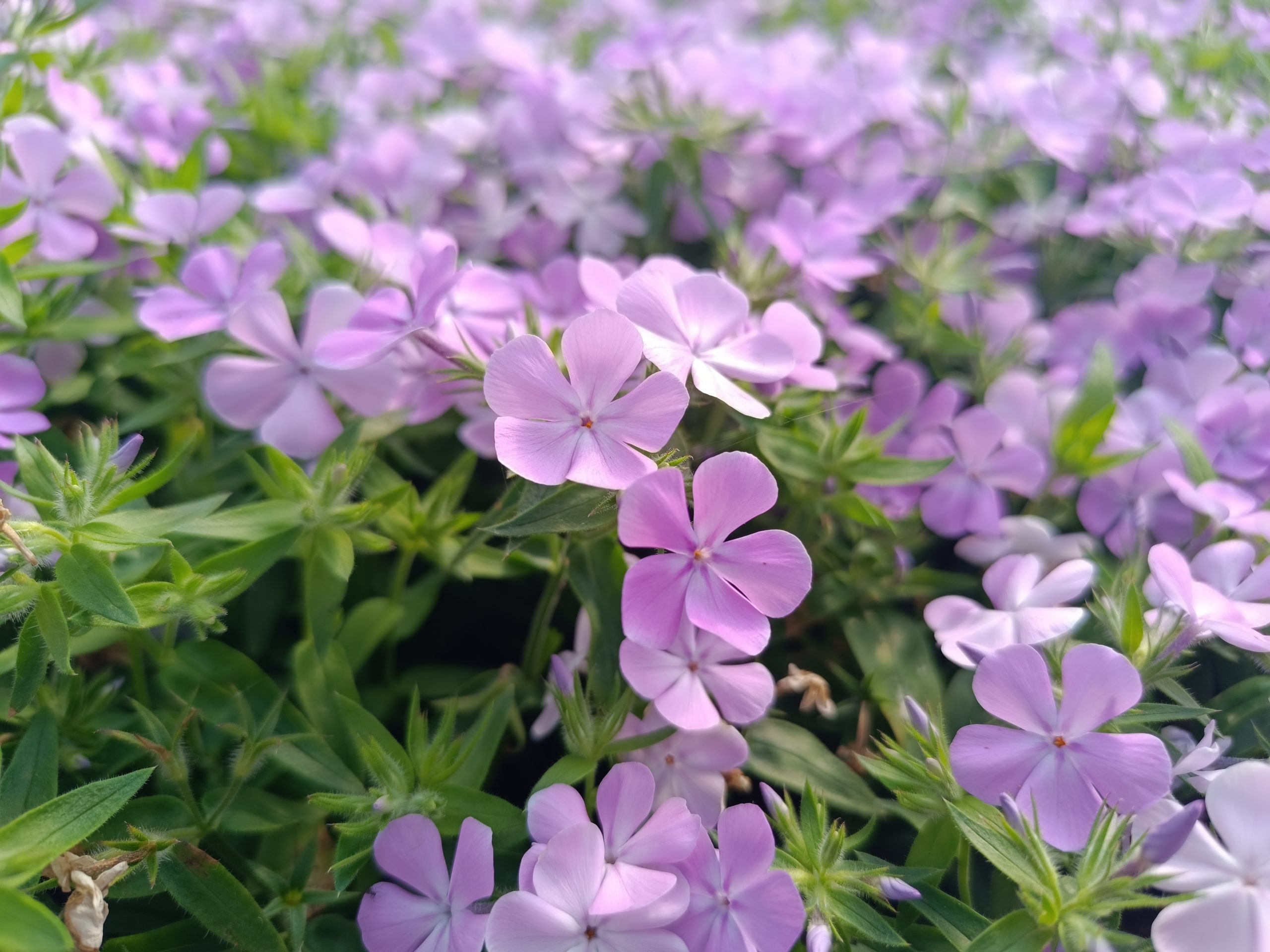 13290_phlox_candy_cloud_lavender_CH_001.jpg