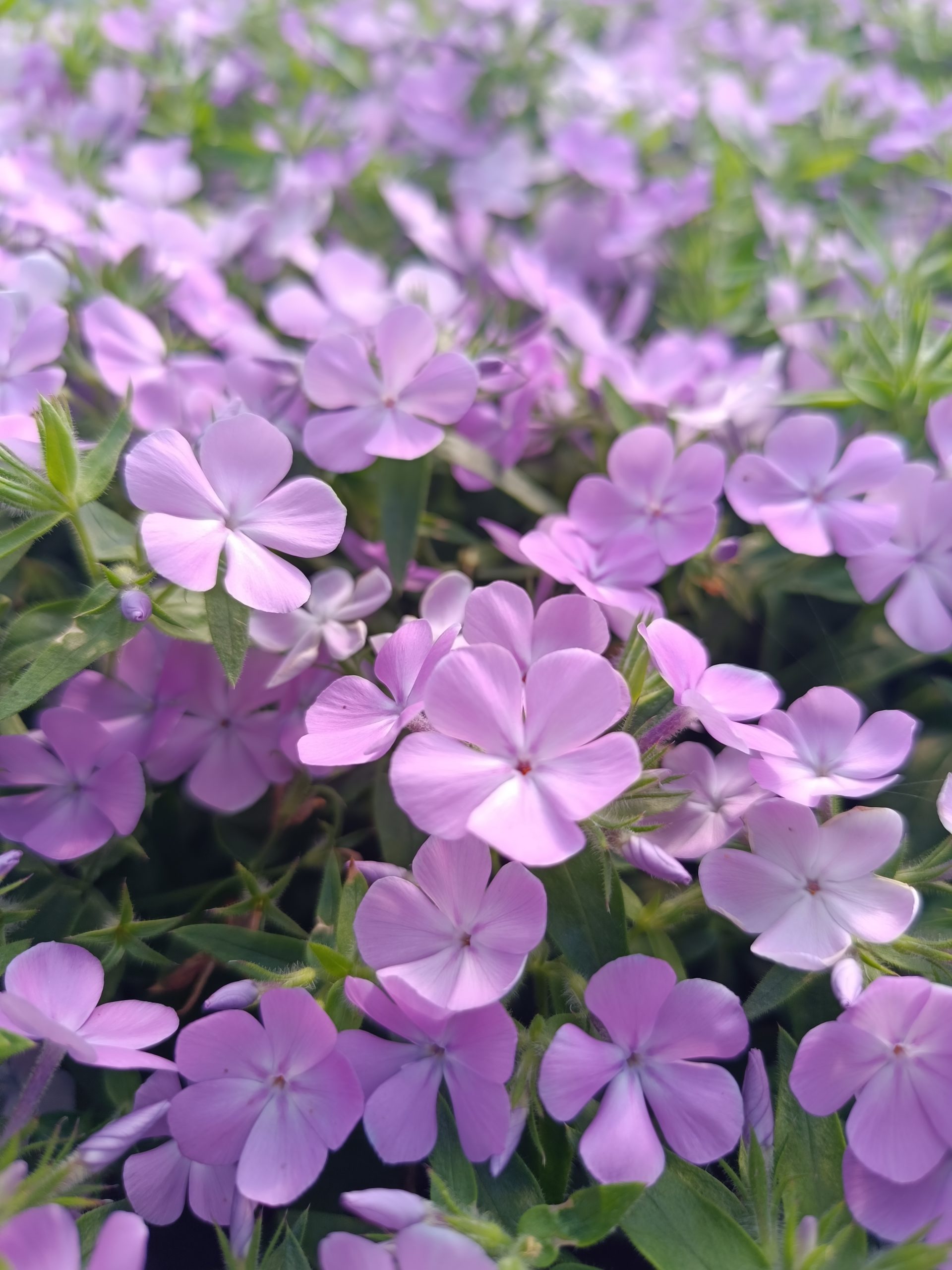 13291_phlox_candy_cloud_lavender_CH_002.jpg
