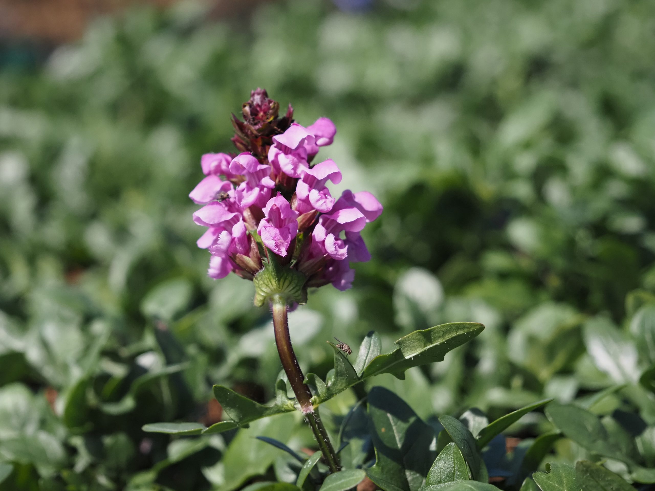 13313_prunella_grandiflora_rosenkugel_BG_002.jpg