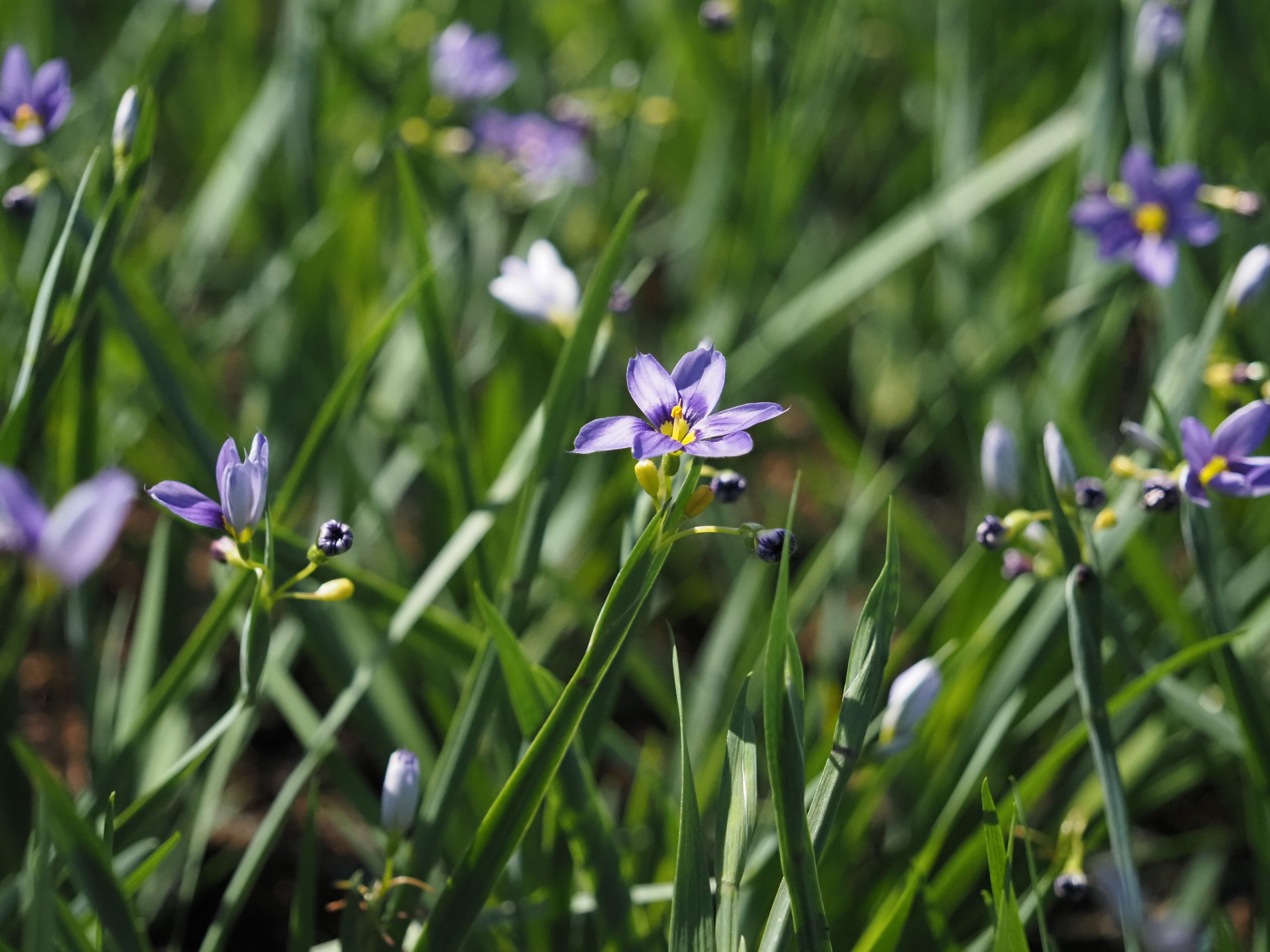 13325_sisyrinchium_angustifolium_BG_004.jpg