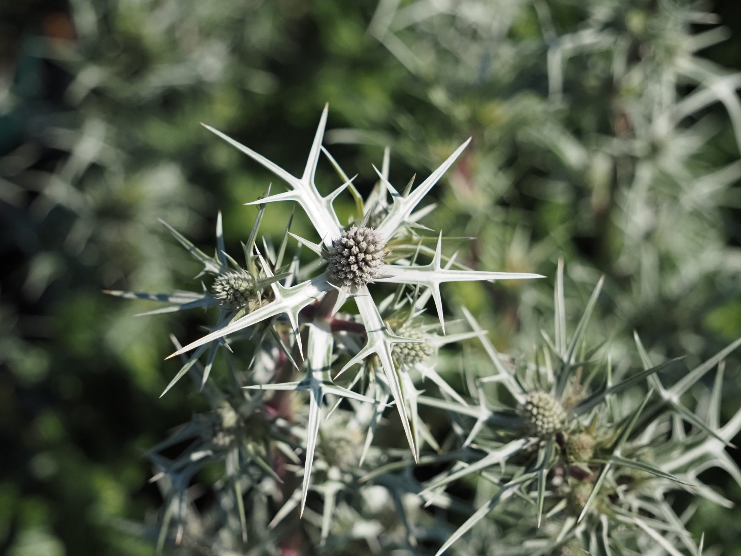 13336_eryngium_variifolium_BG_004.jpg