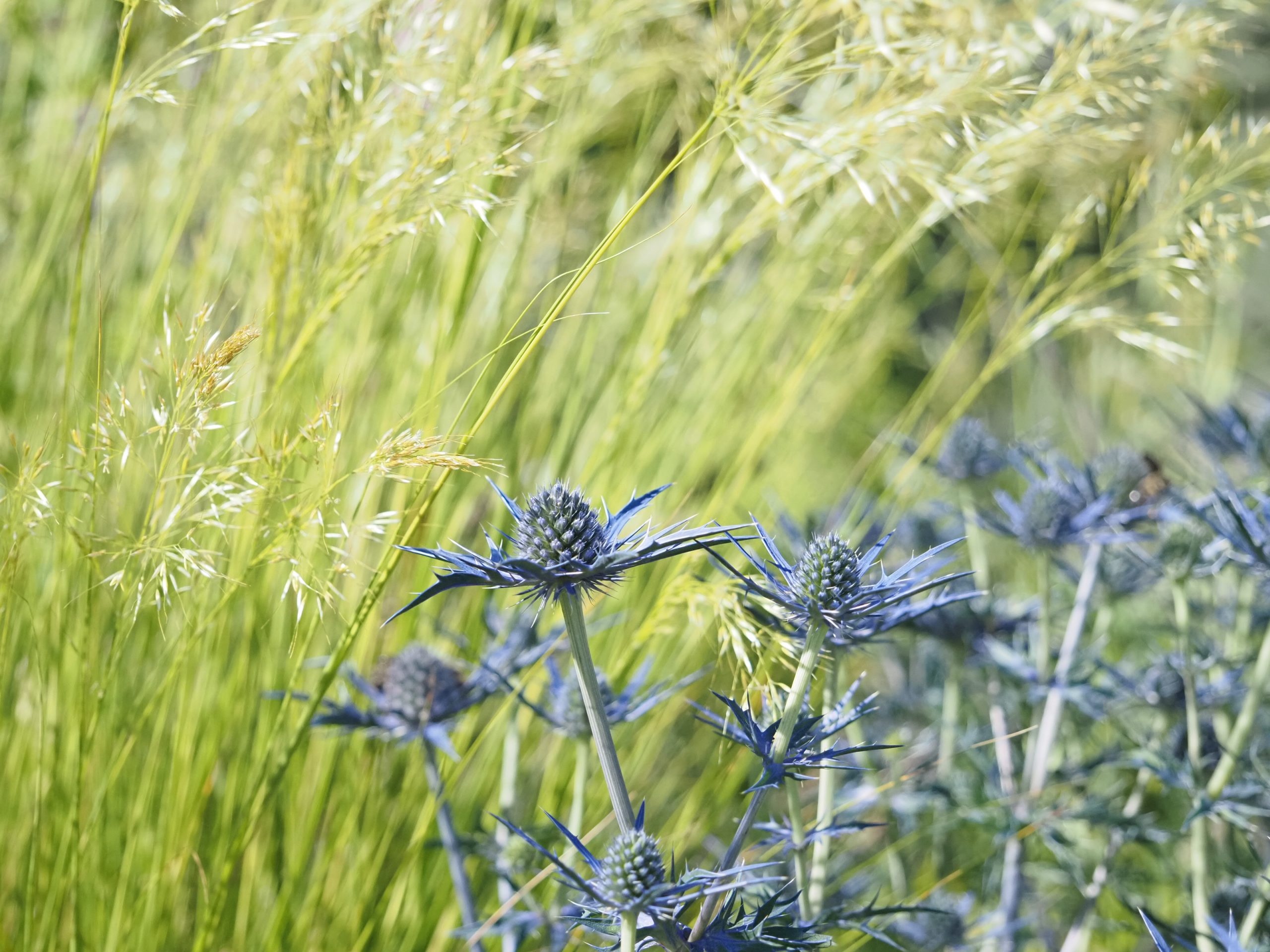 13340_eryngium_cult_lapis_blue_BG_006.jpg