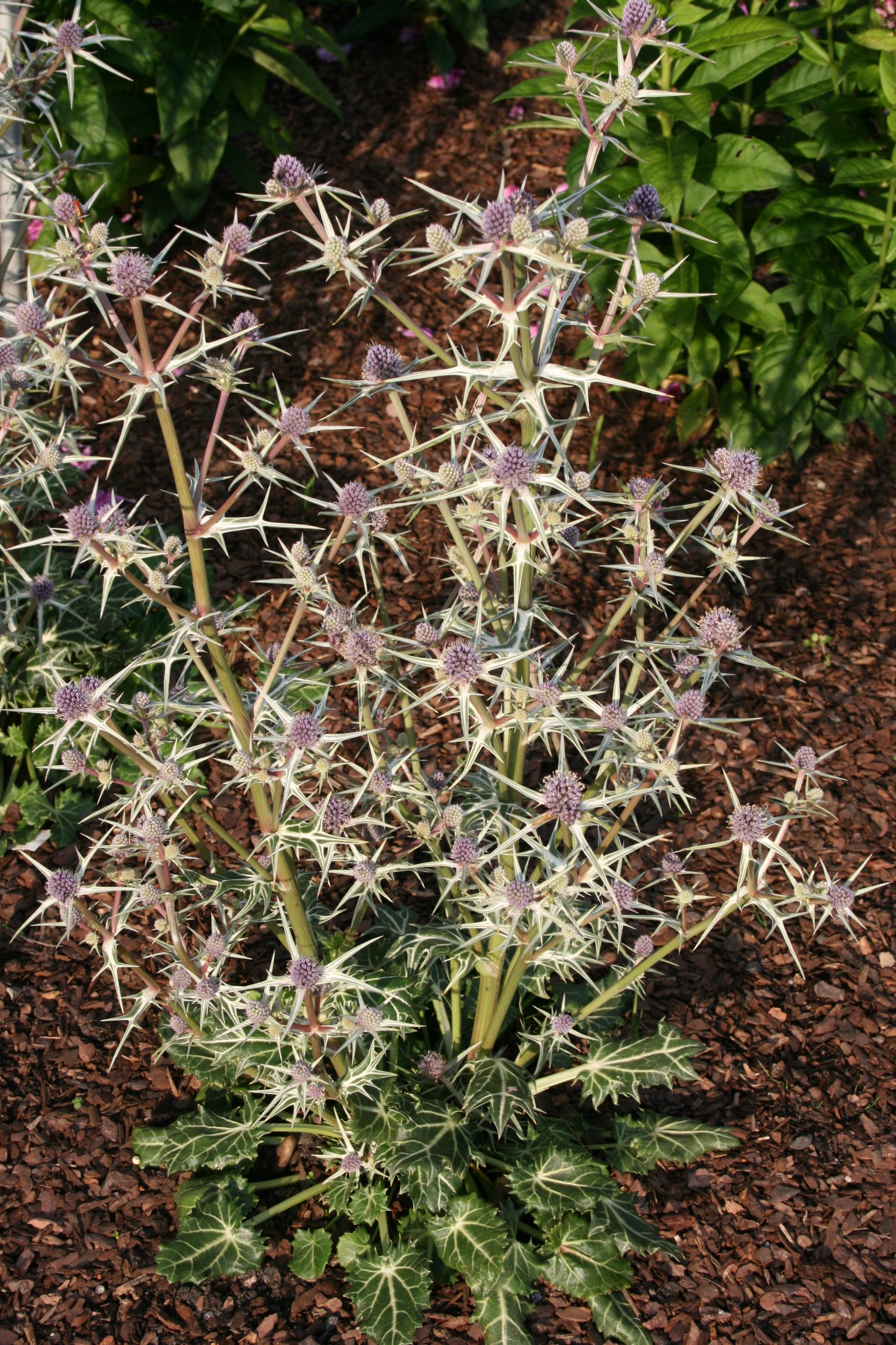 1856_eryngium_variifolium_SS_001.jpeg