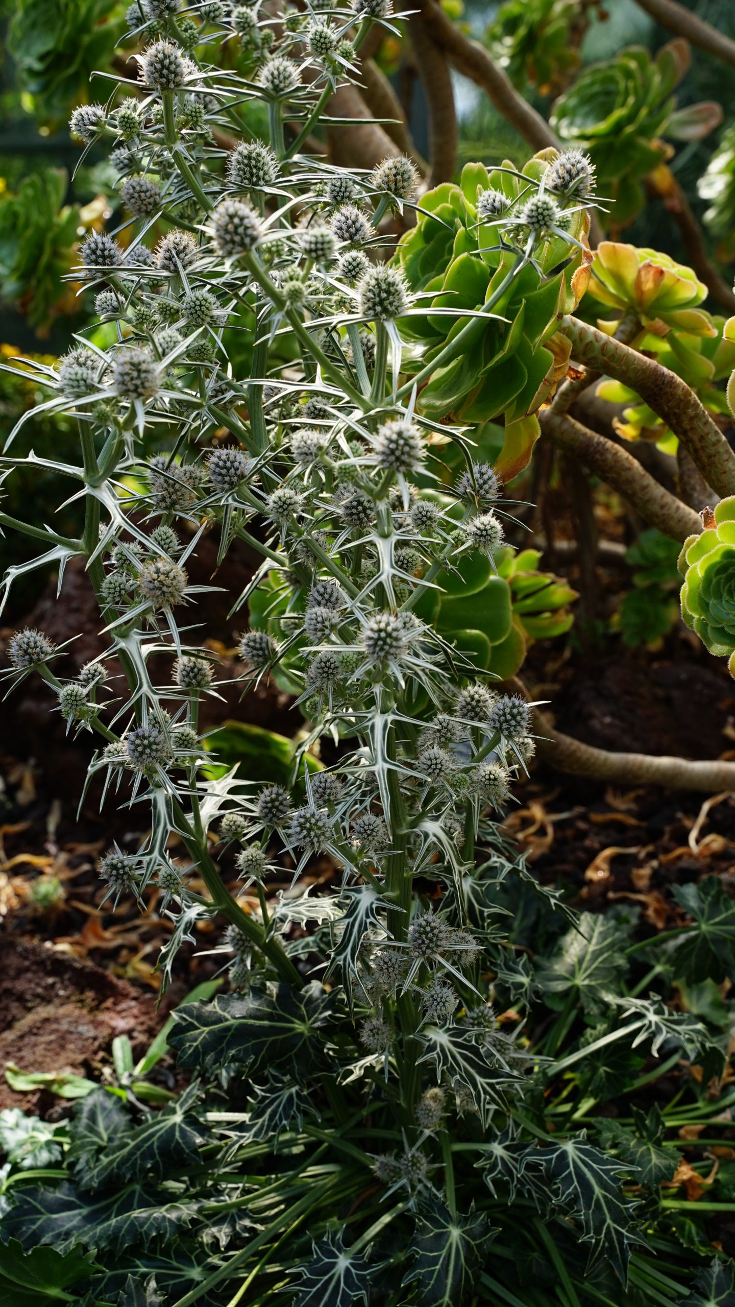 1857_eryngium_variifolium_SS_002.jpeg