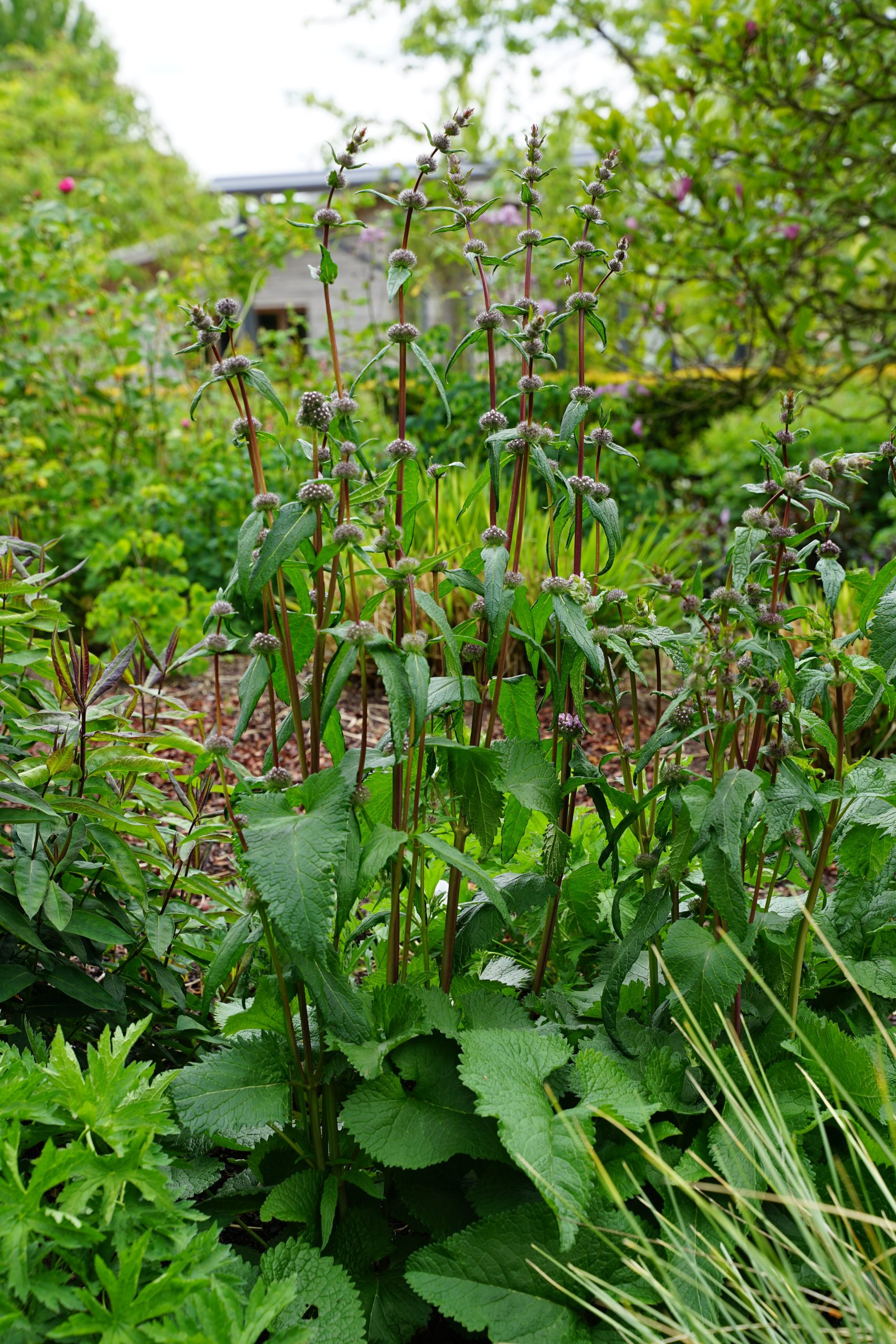 3629_phlomis_tuberosa_amazone_SS_002.jpeg