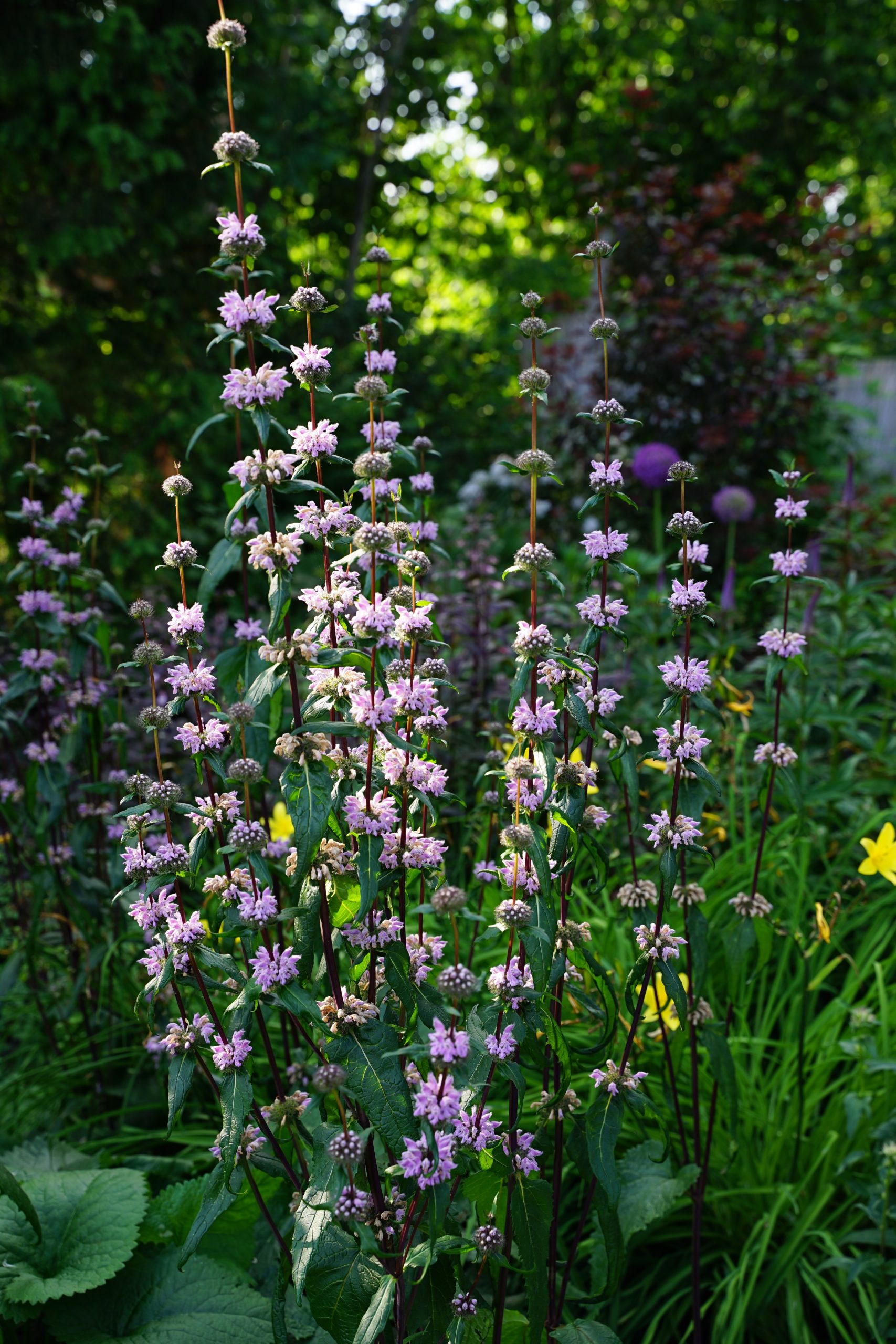 3630_phlomis_tuberosa_amazone_SS_003.jpeg