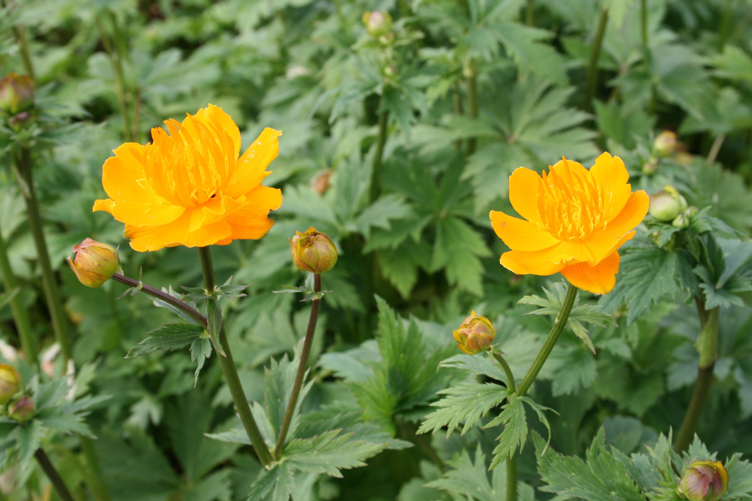 4575_trollius_chinensis_golden_queen_SS_001.jpeg