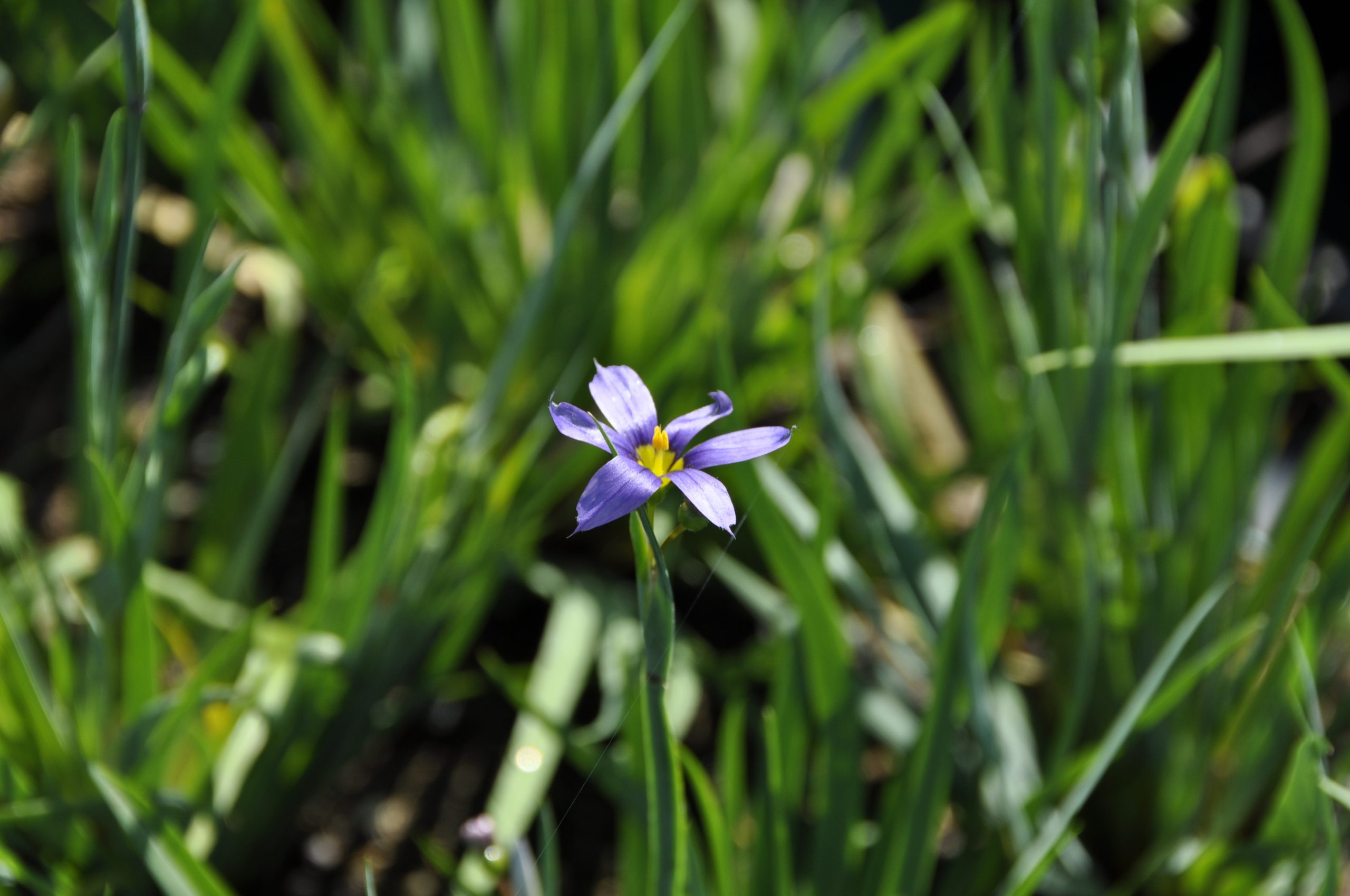 8154_sisyrinchium_angustifolium_BG_001.jpg