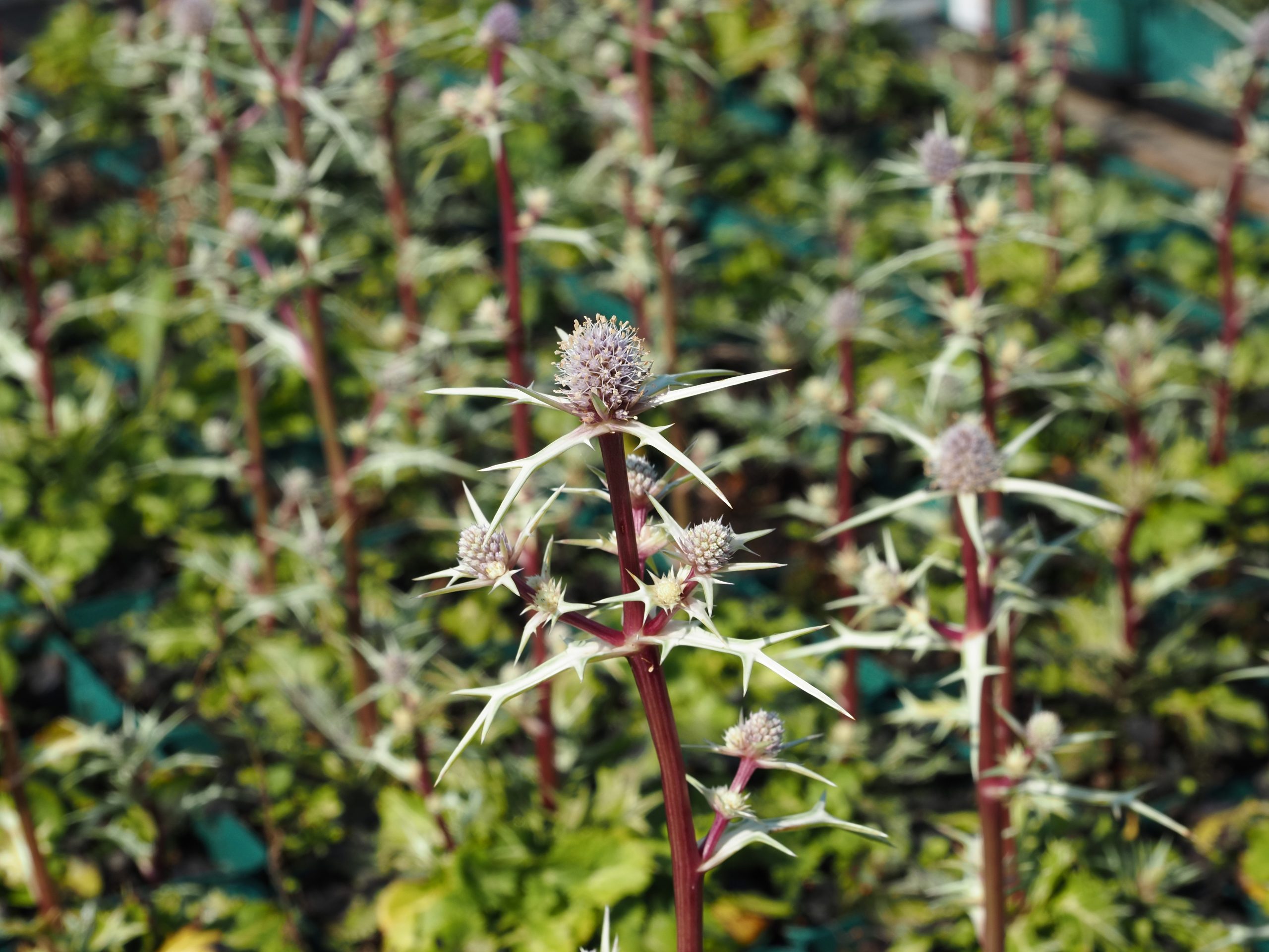 9841_eryngium_variifolium_BG_003.jpg