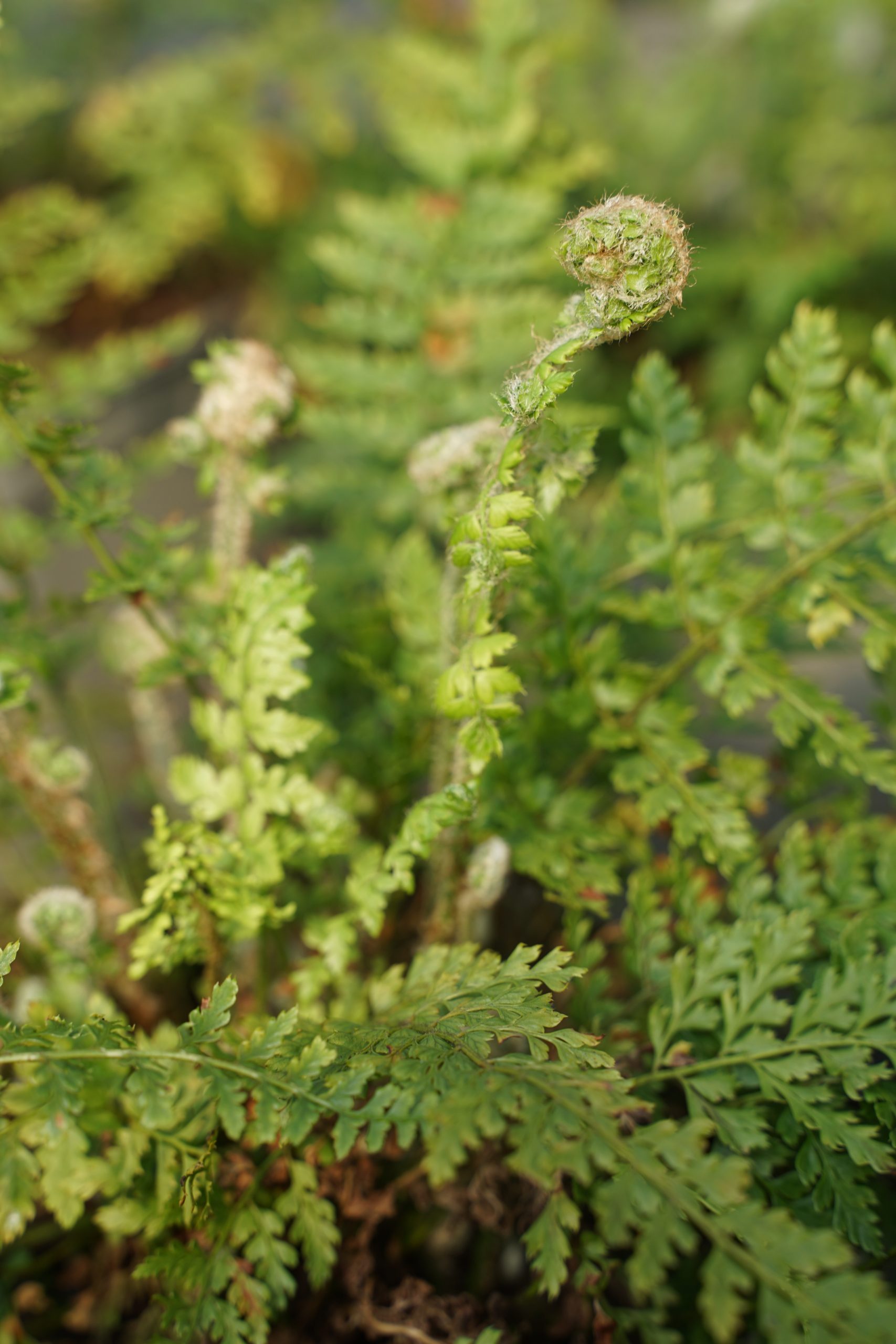 Polystichum setif. 'Herrenhausen' – Bild 2