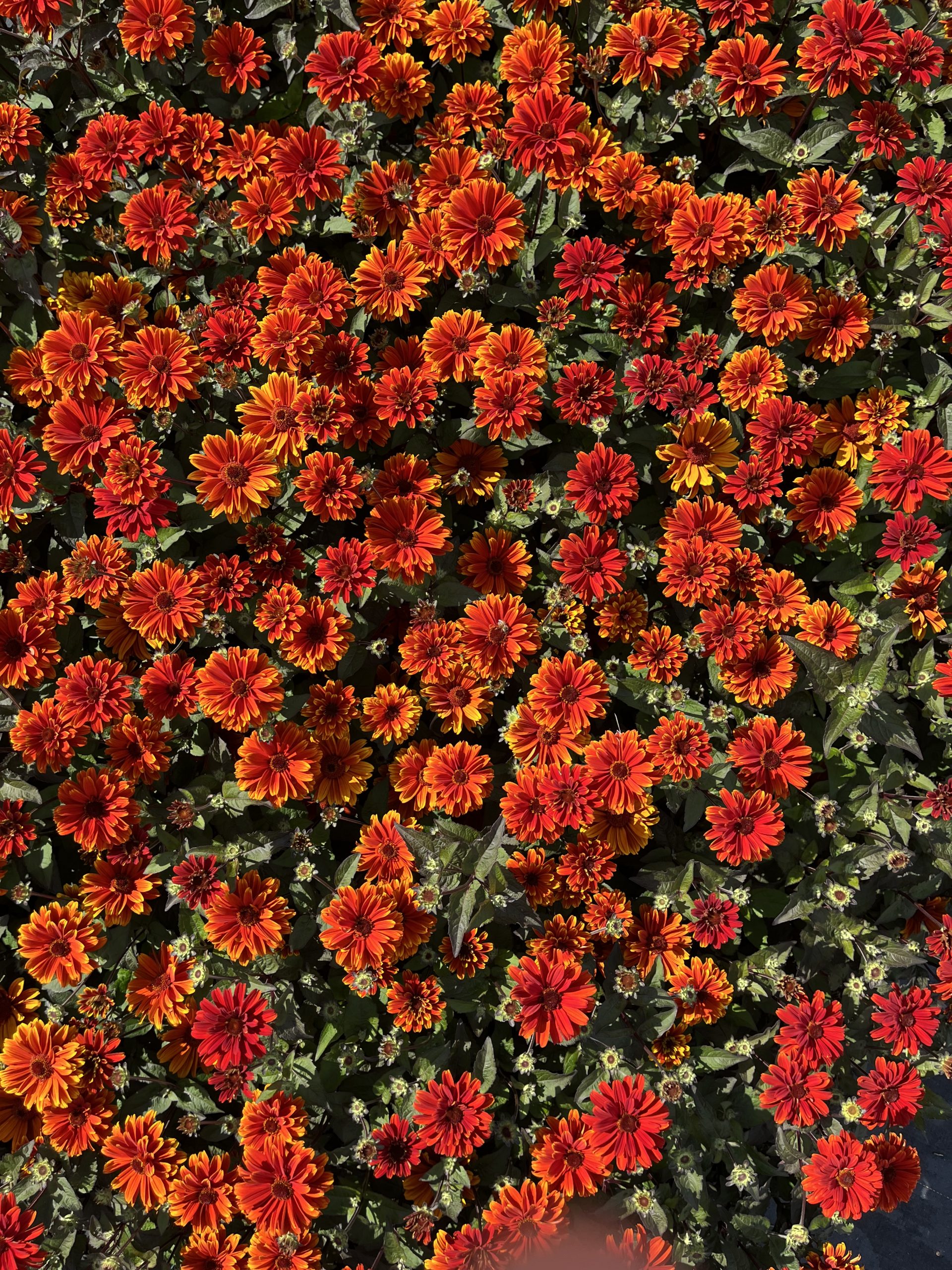 11181_heliopsis_scabra_sole_damore_SS_001.jpg
