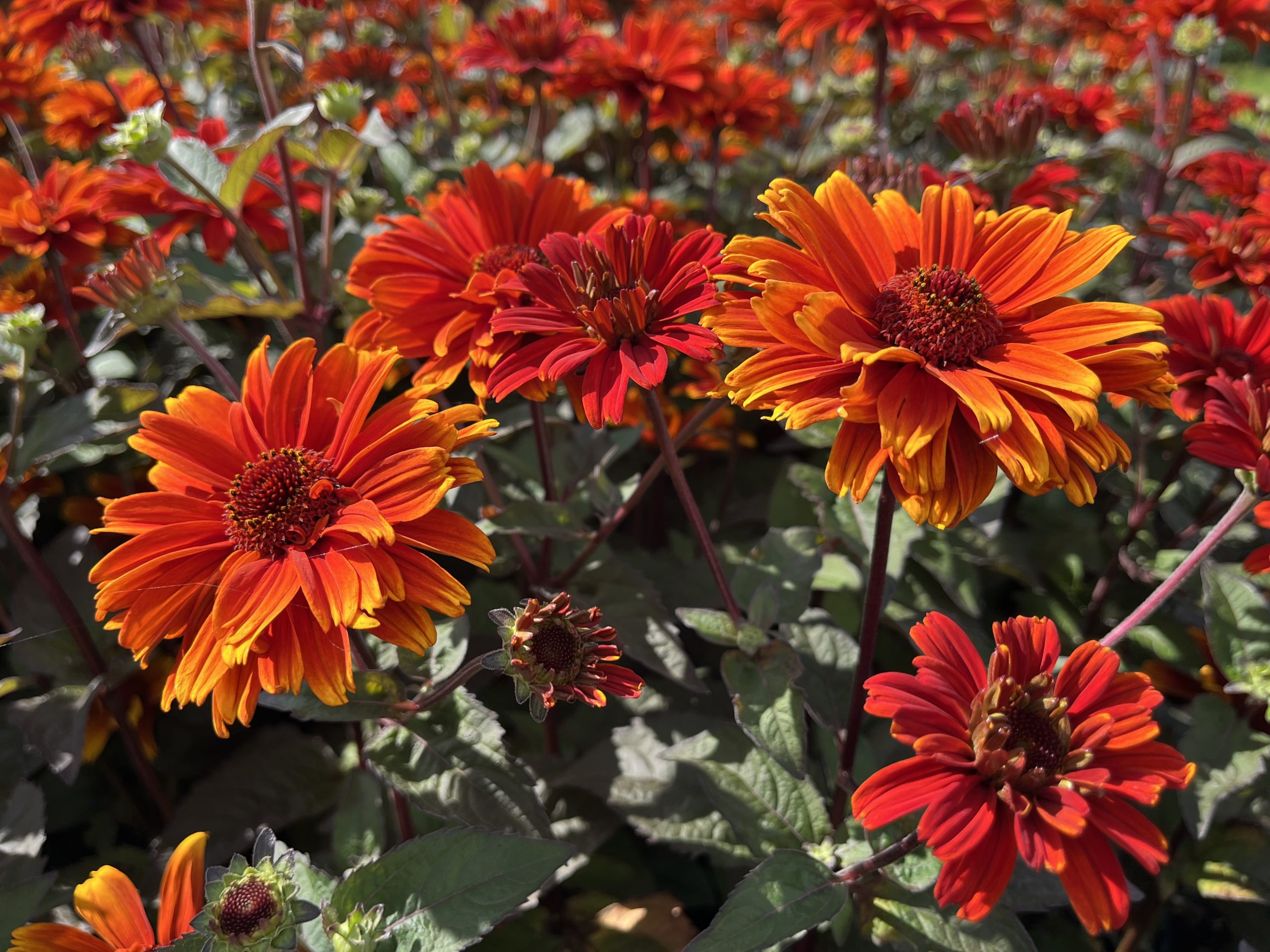 11182_heliopsis_scabra_sole_damore_SS_002.jpg