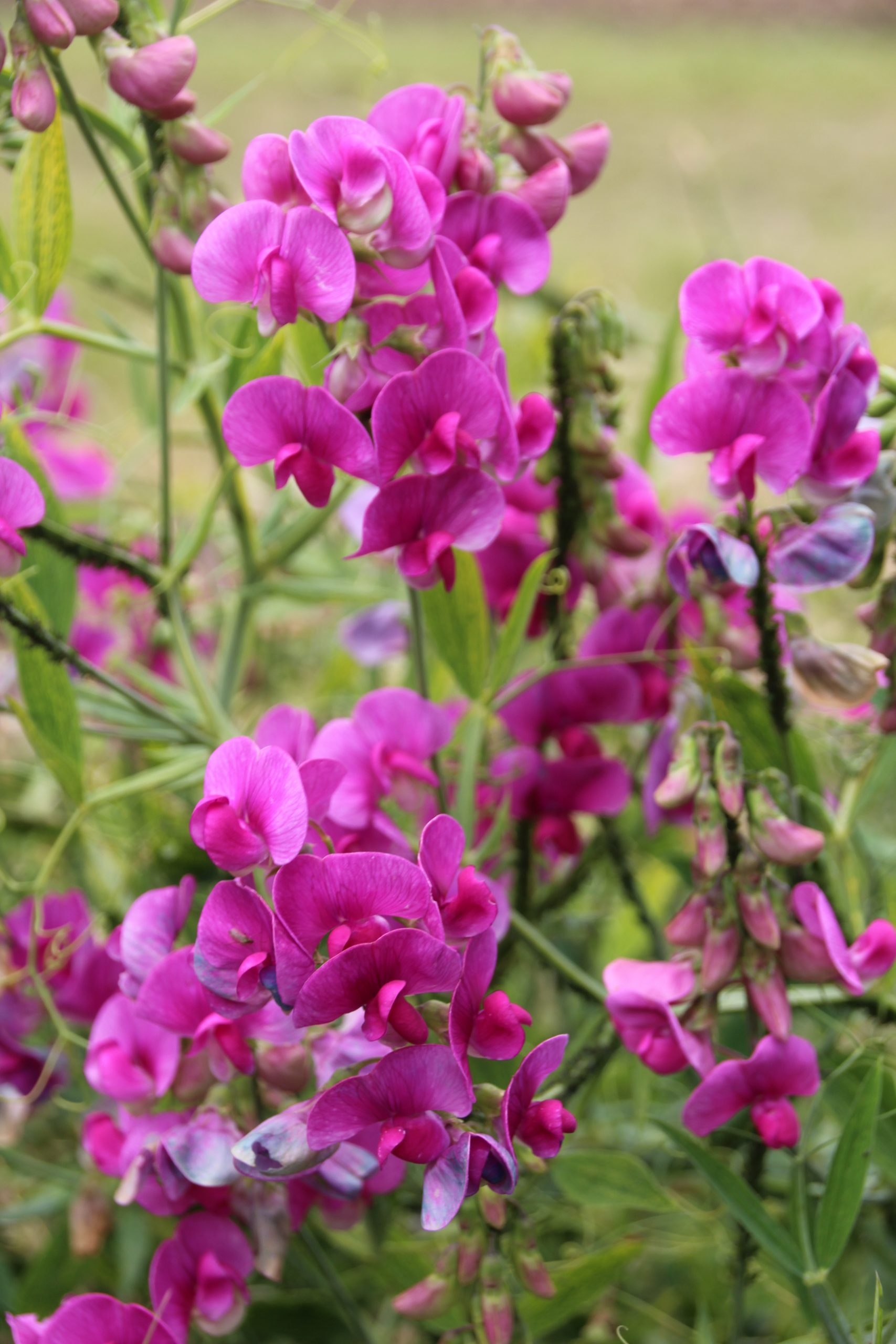 11257_lathyrus_latifolius_rote_perle_SS_003.jpg