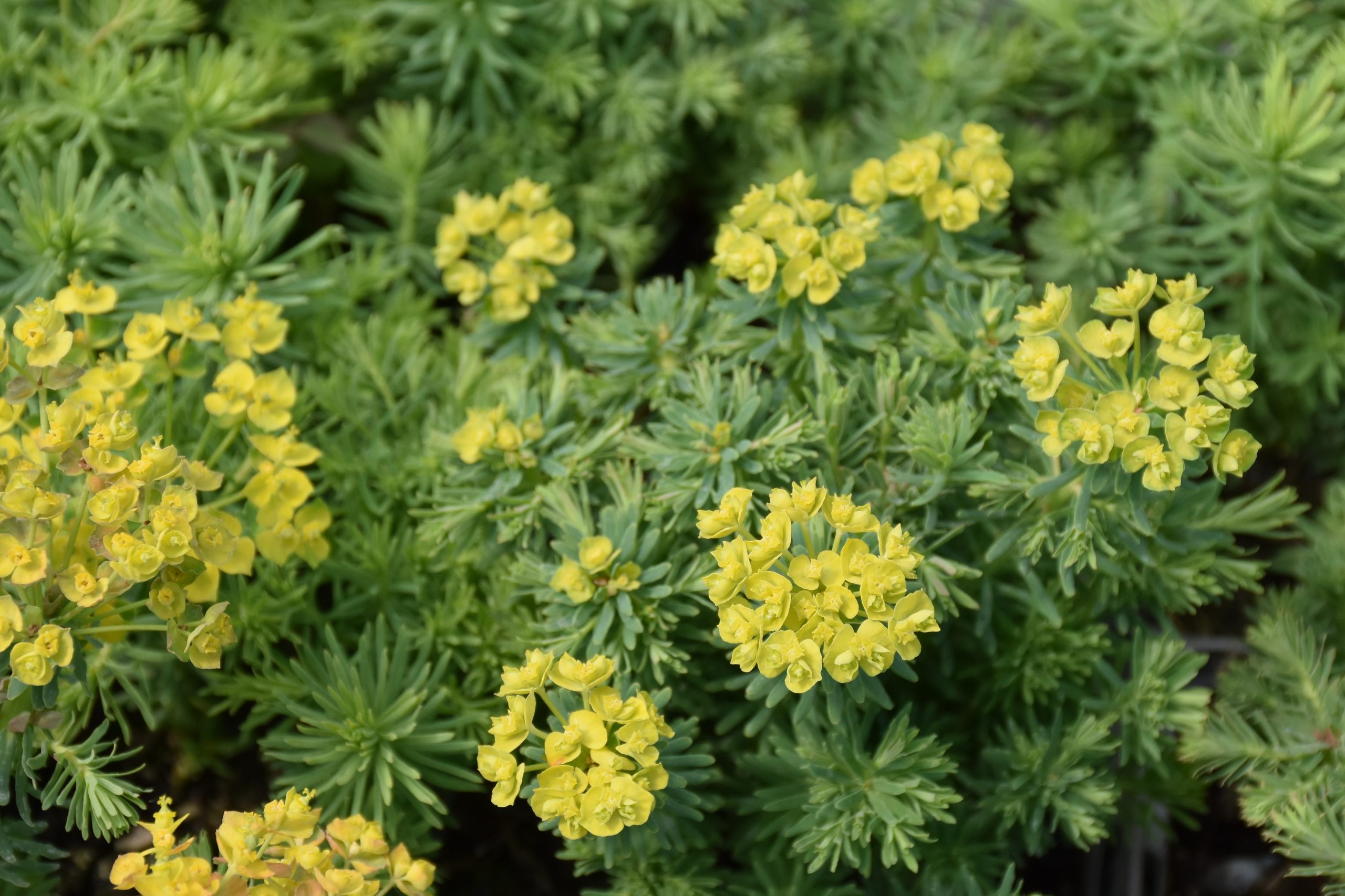 11709_euphorbia_deflexa_XS_001.jpg