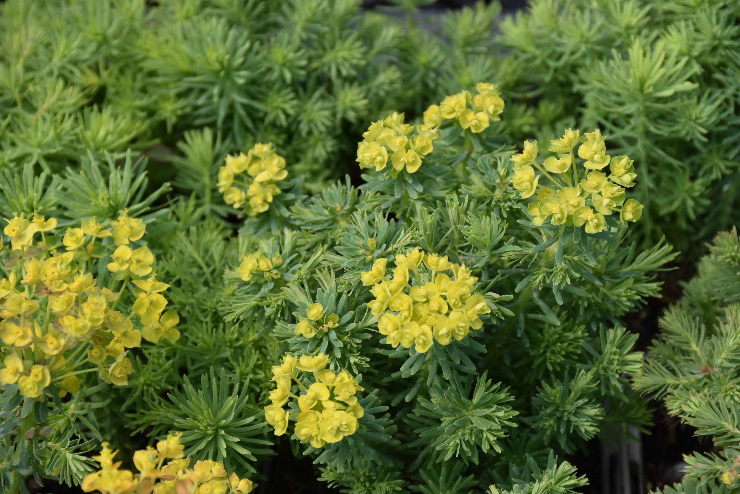11710_euphorbia_deflexa_XS_002.jpg