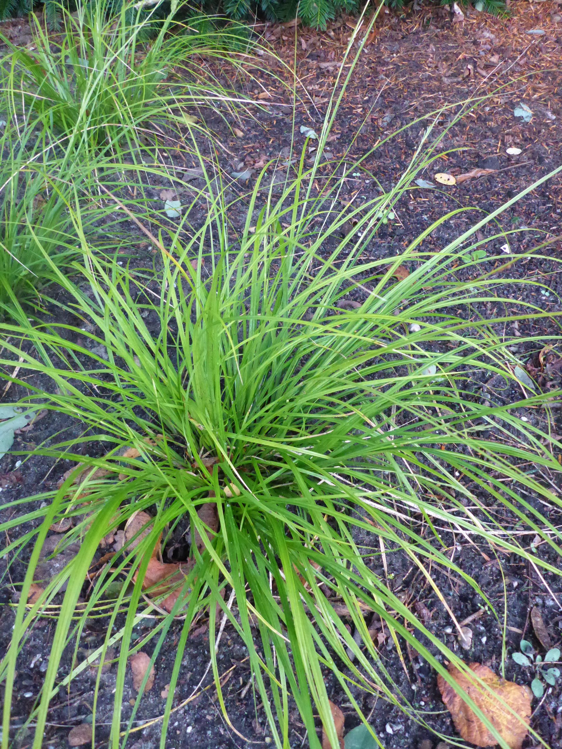 12410_carex_lenta_osaka_SS_001.jpg