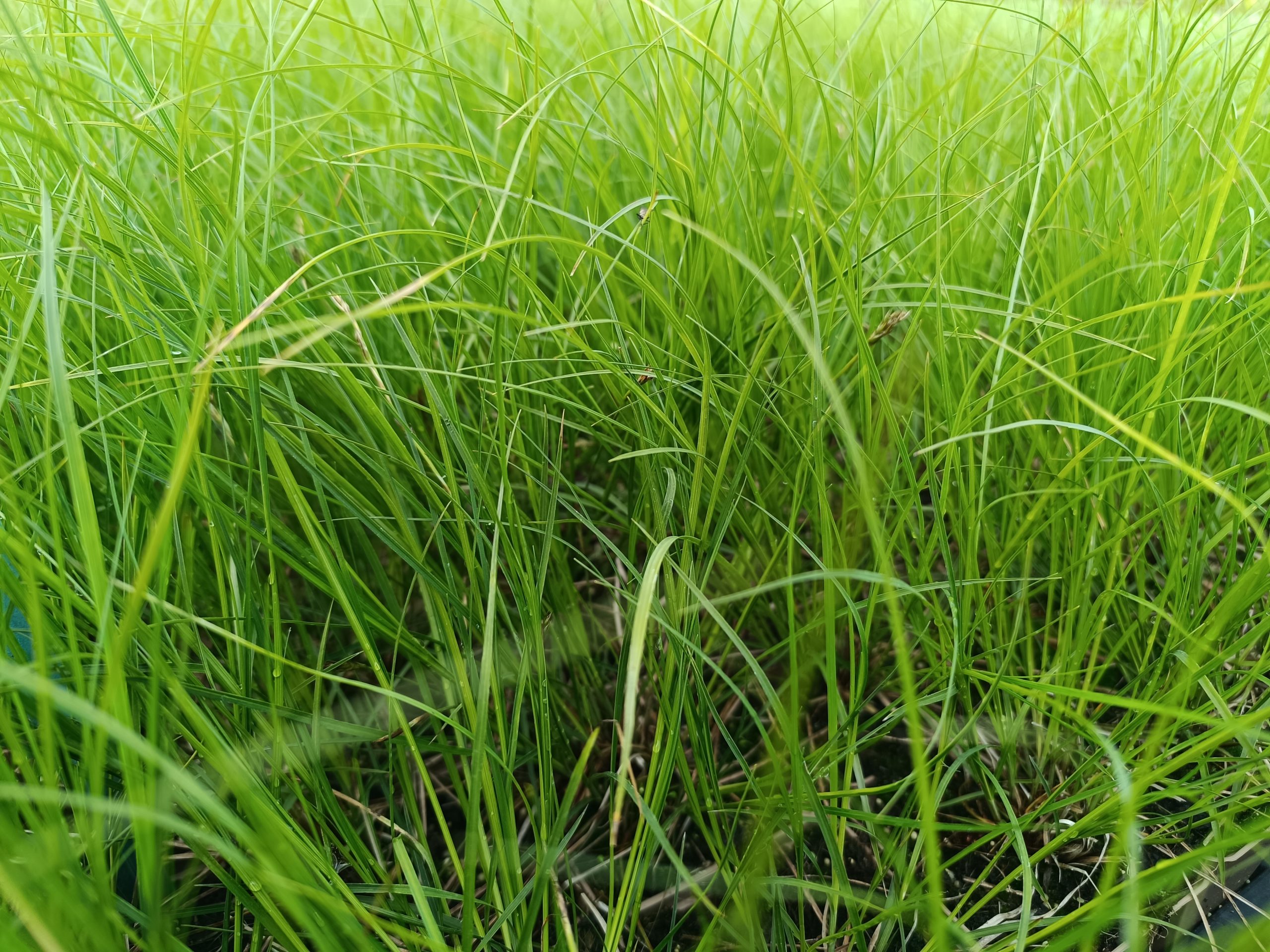 13214_carex_morrowii_temnolepis_CH_001.jpg