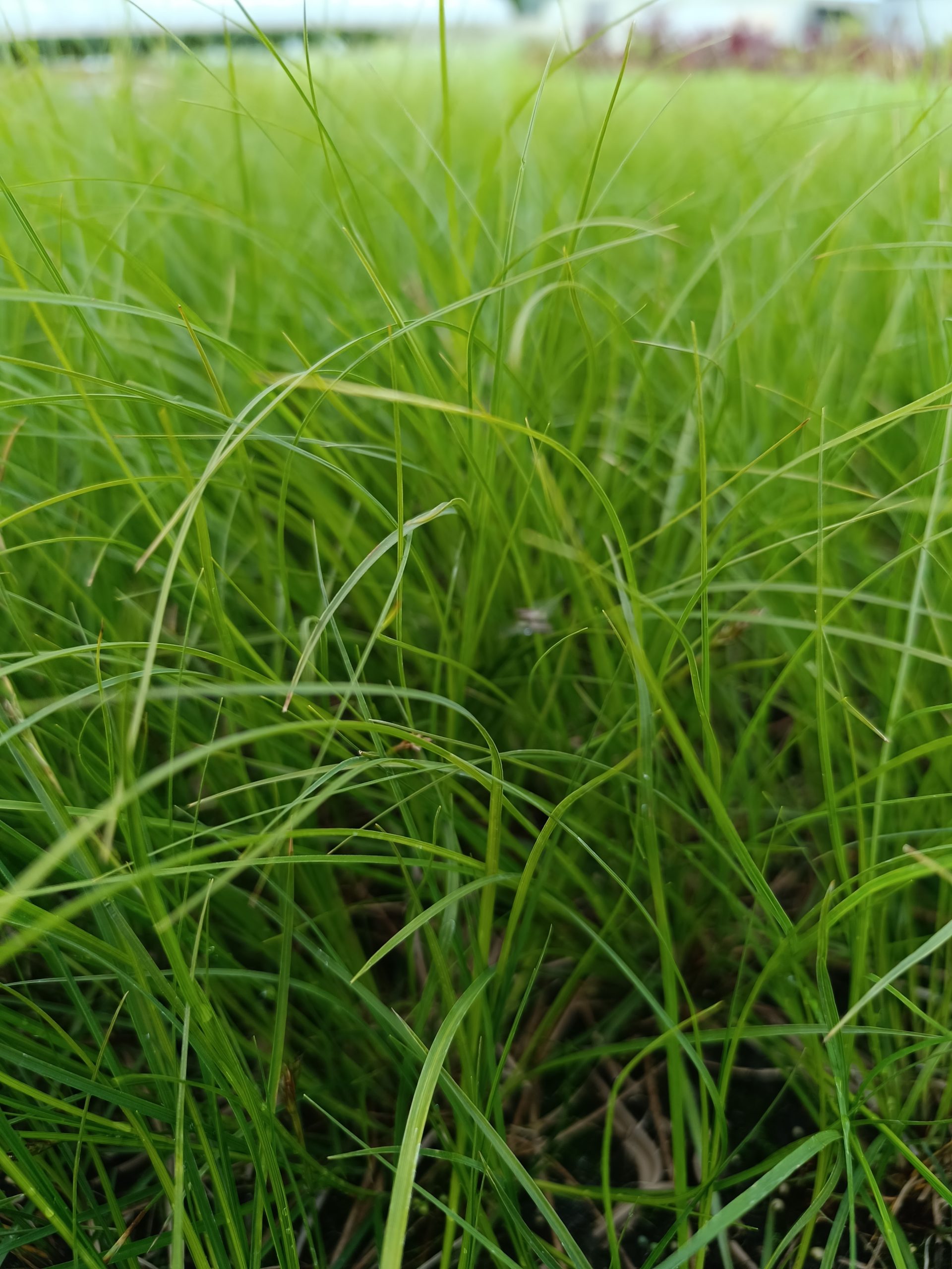 13215_carex_morrowii_temnolepis_CH_002.jpg