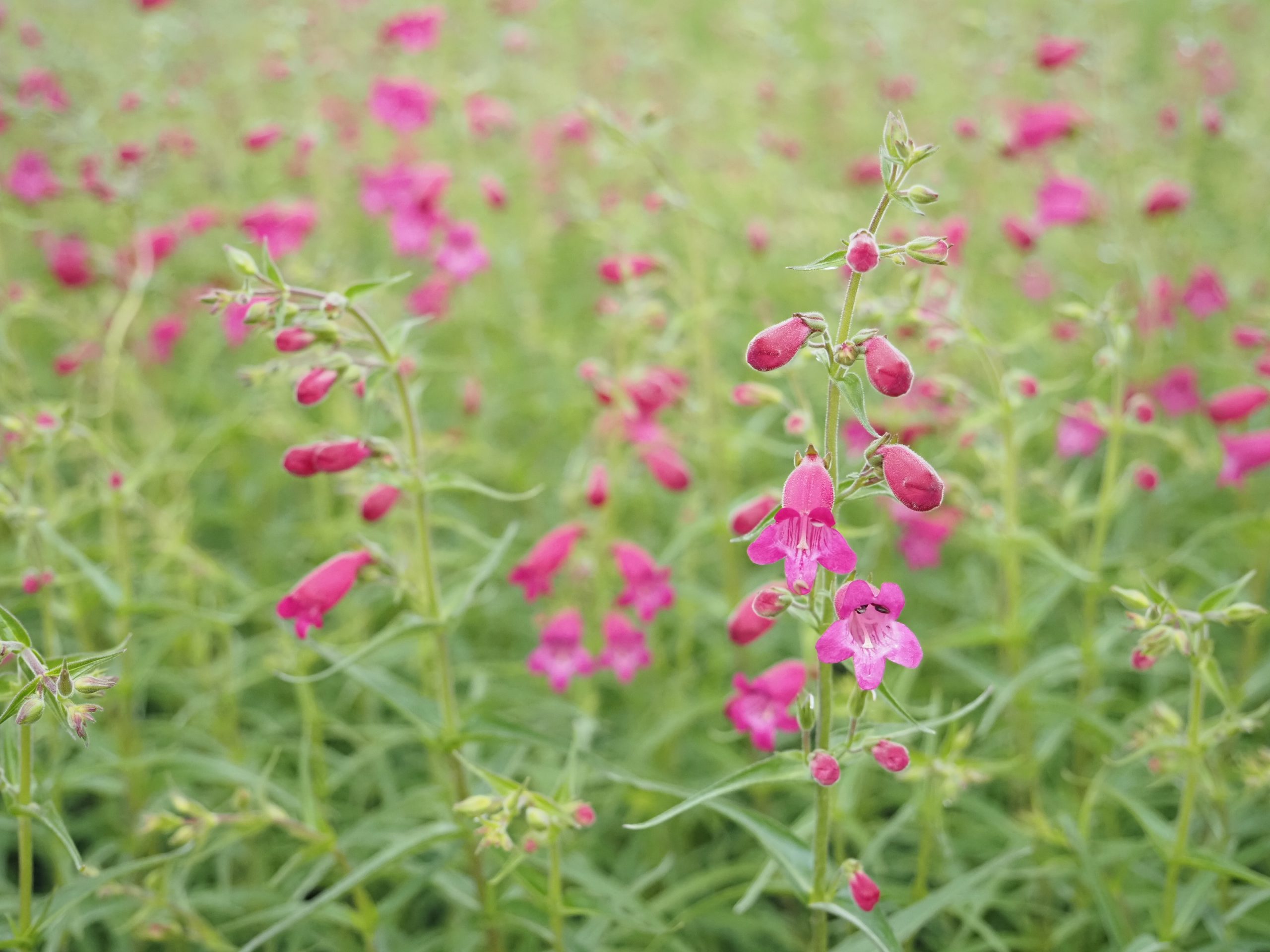 13359_penstemon_cult_tabasco_BG_006-1.jpg