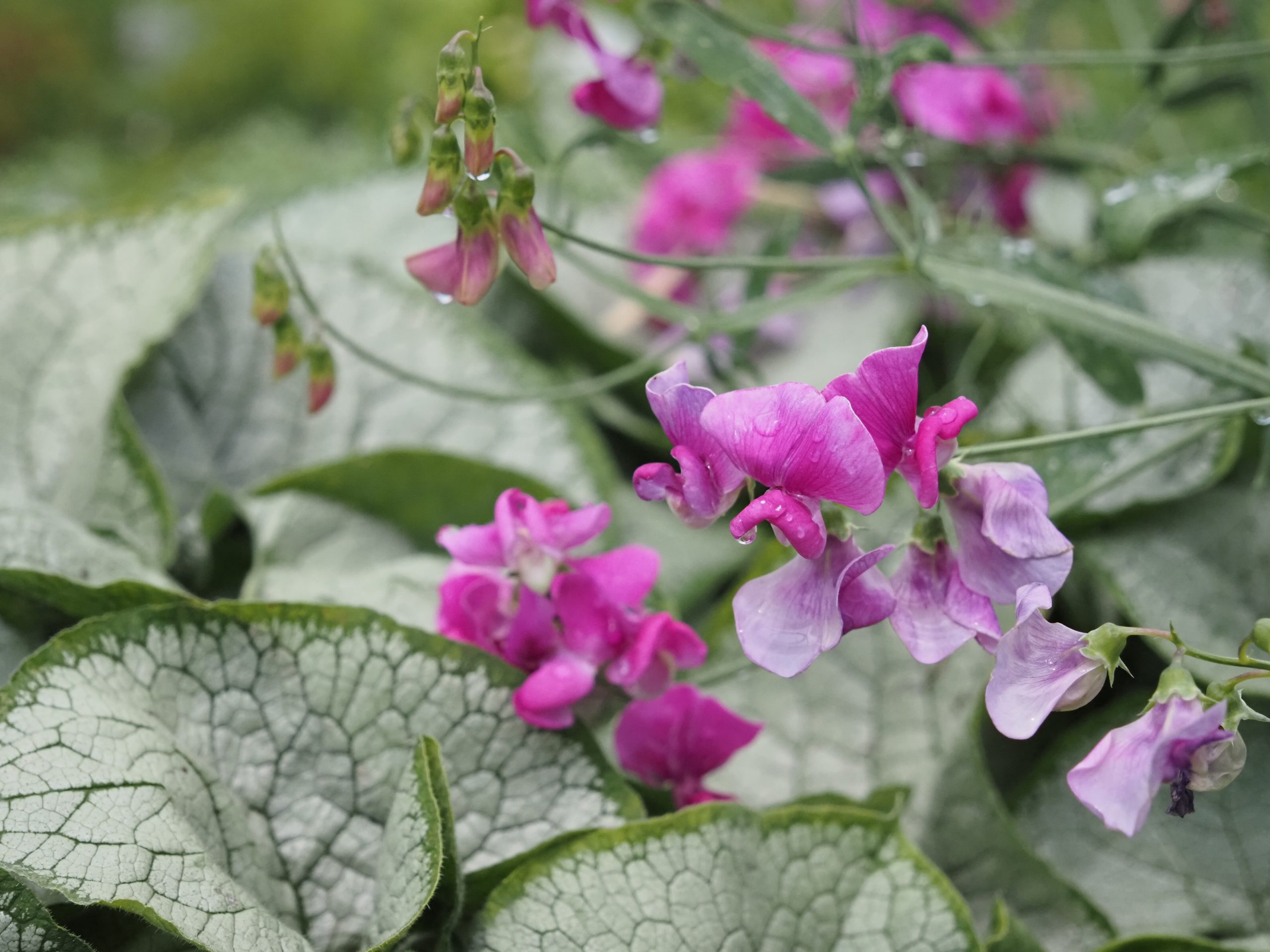 13382_lathyrus_latifolius_rote_perle_BG_004.jpg