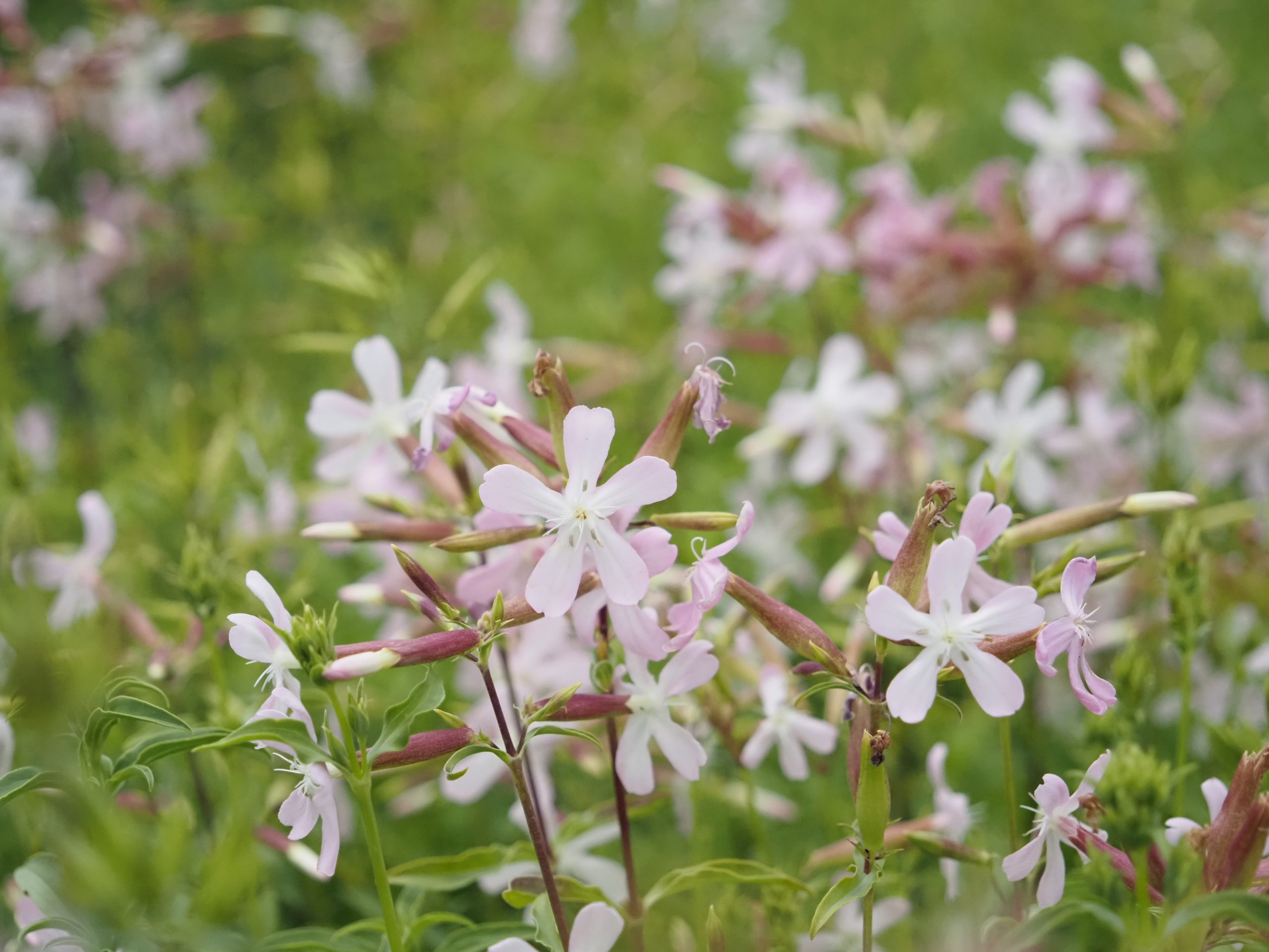 13384_saponaria_officinalis_BG_004.jpg