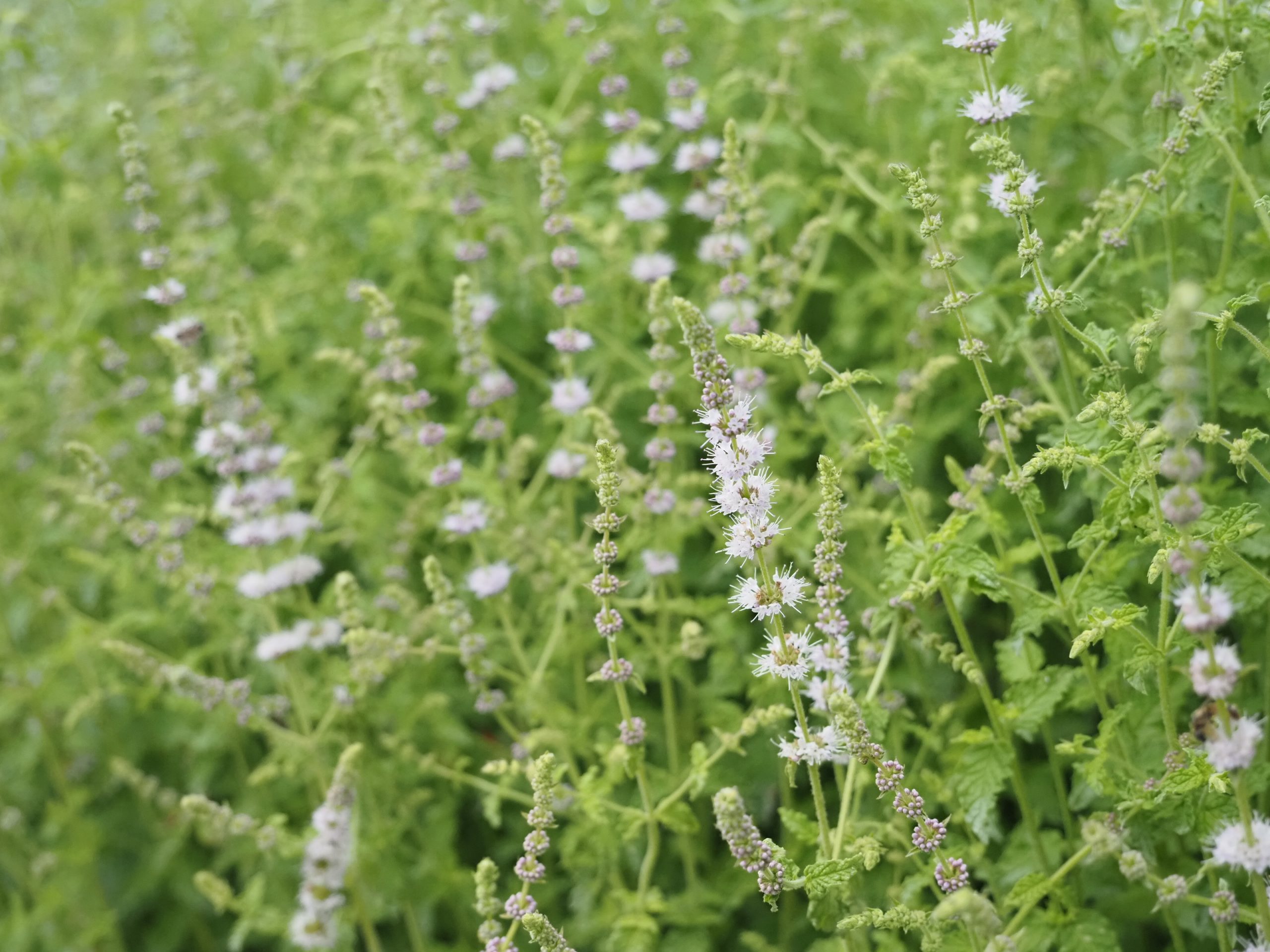 13388_mentha_species_erdbeerminze_BG_004.jpg