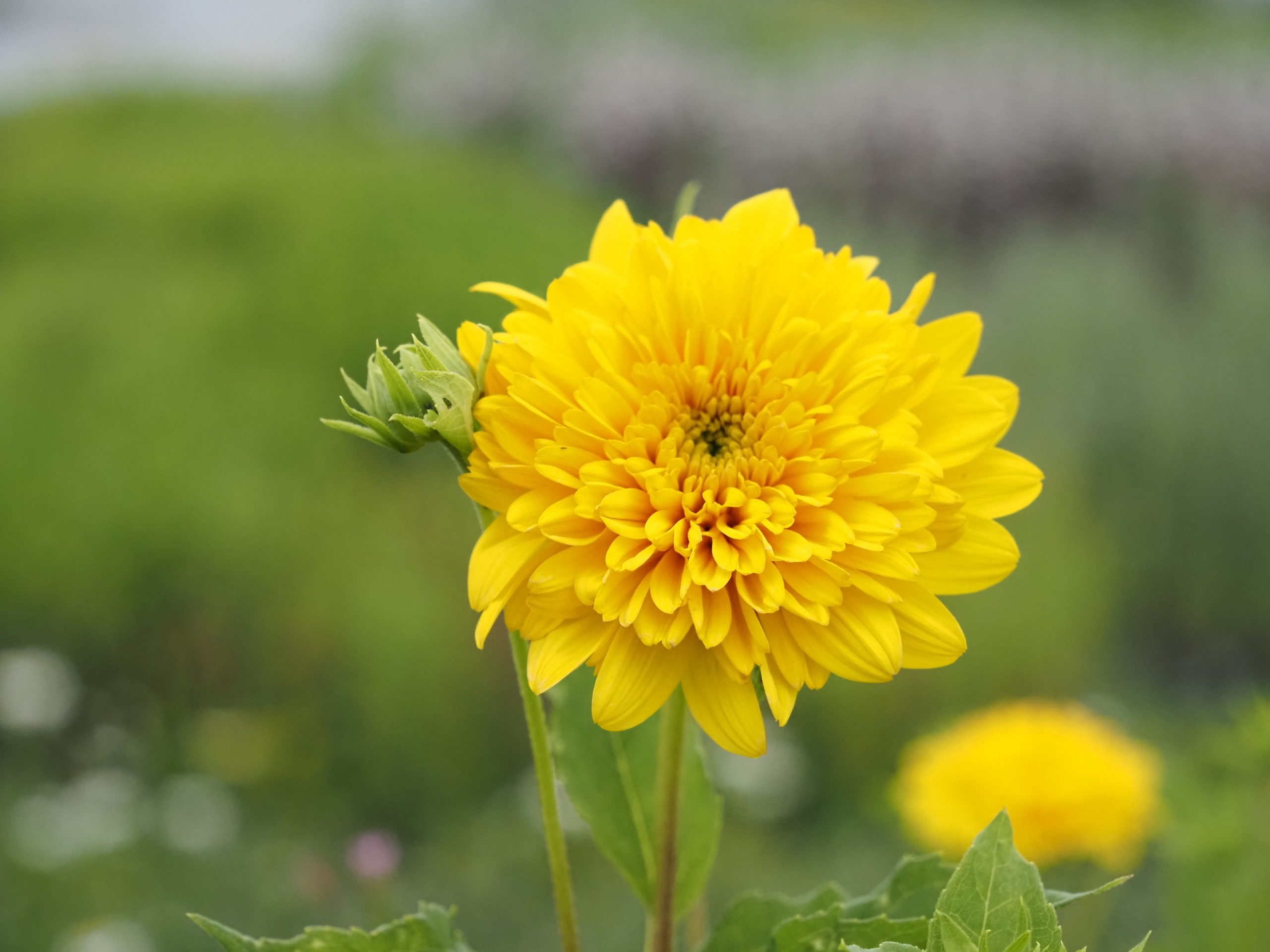 Helianthus decapet. 'Soleil d'Or'